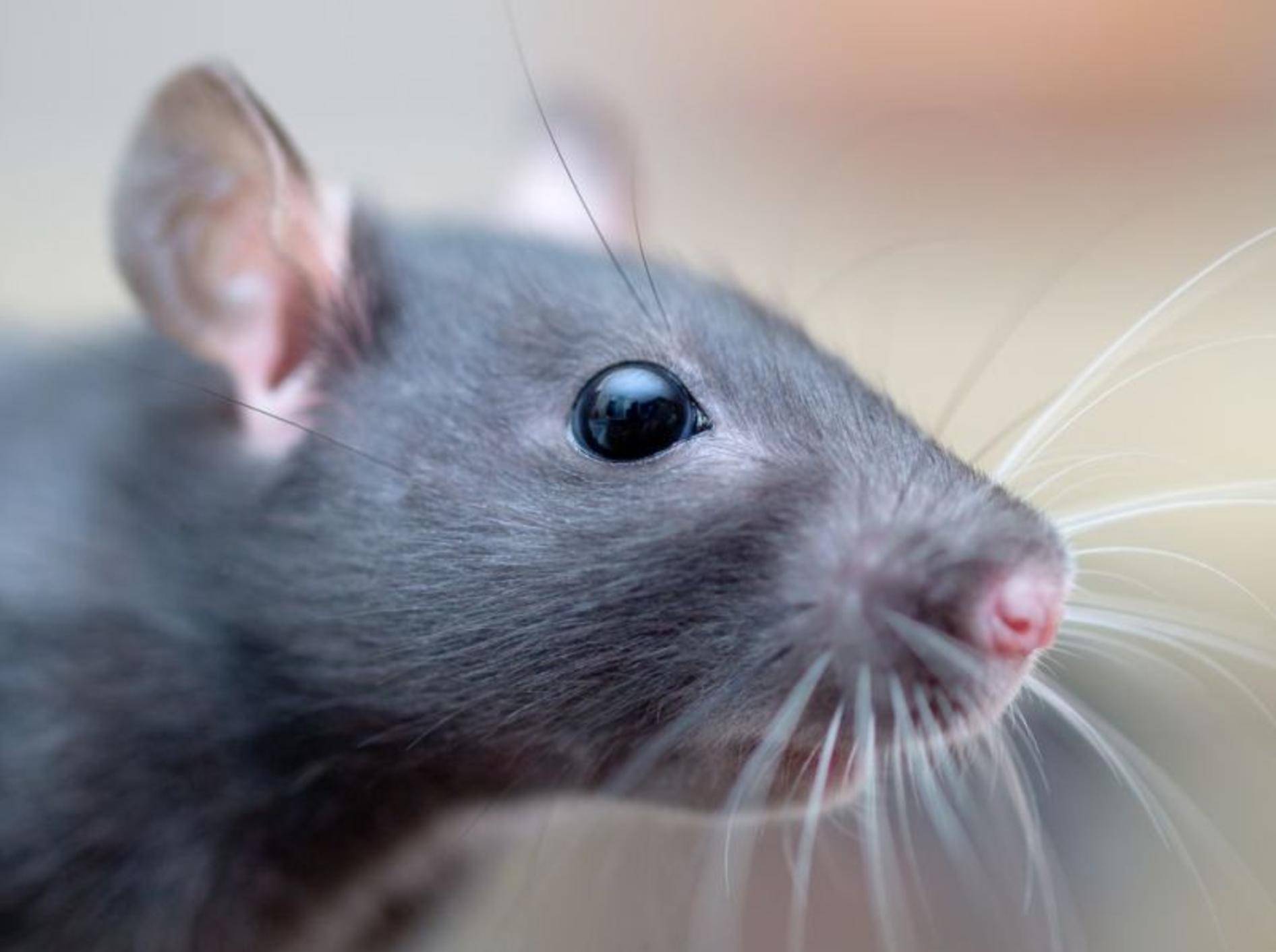 Ratte-Neuroparasiten