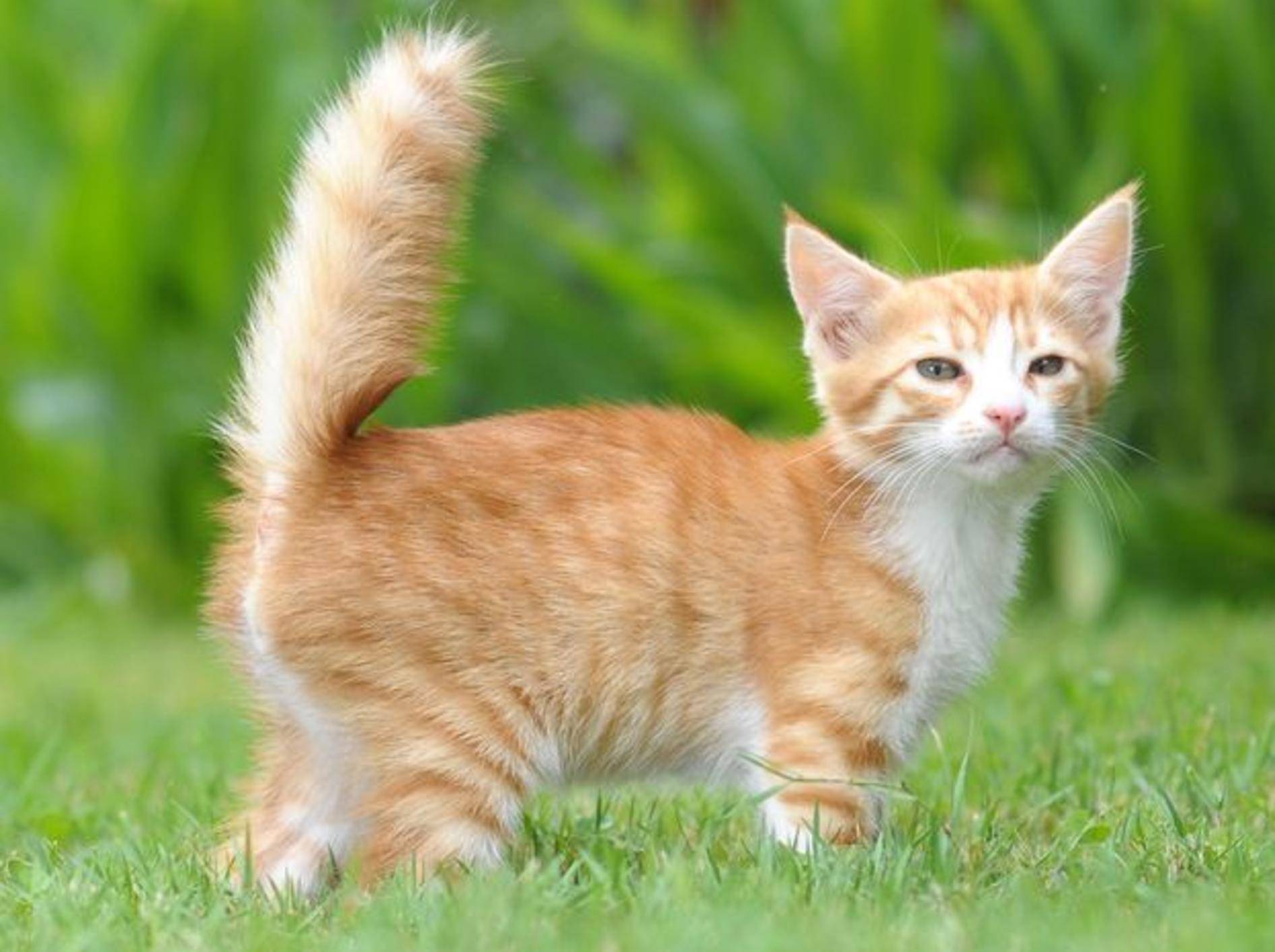 Junge rote Katze auf der Wiese
