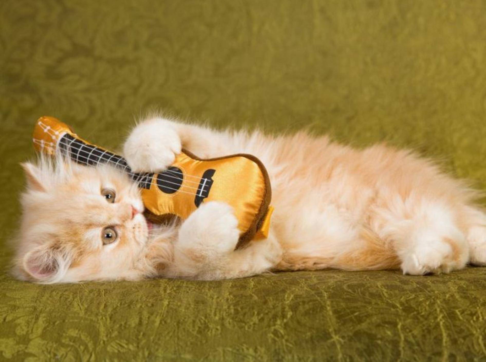 Rote Katze mit Gitarre