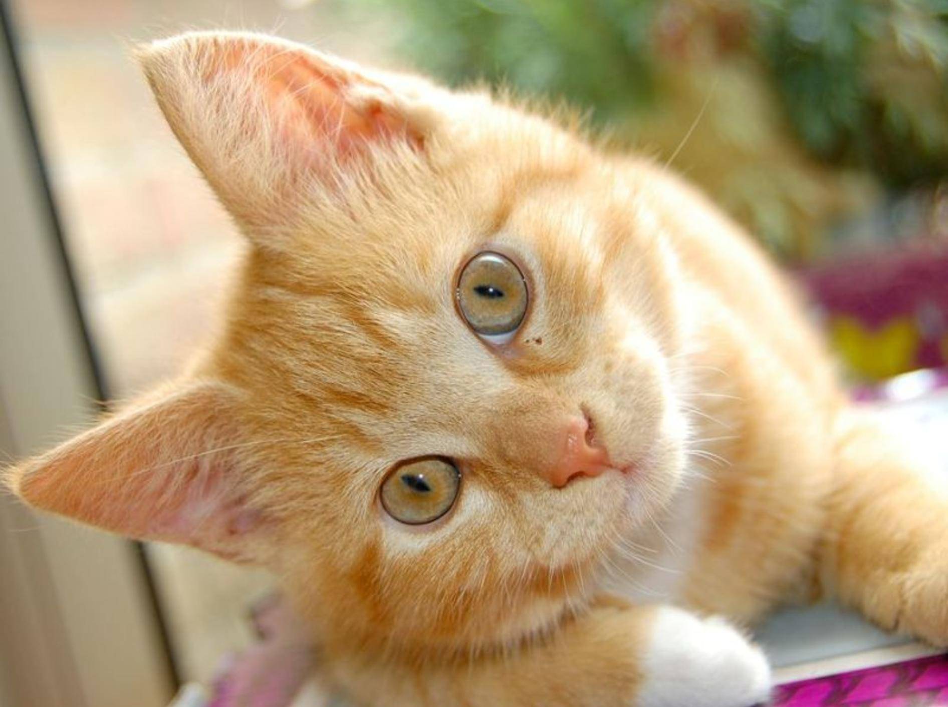 Katze Hat Rote Heiße Ohren