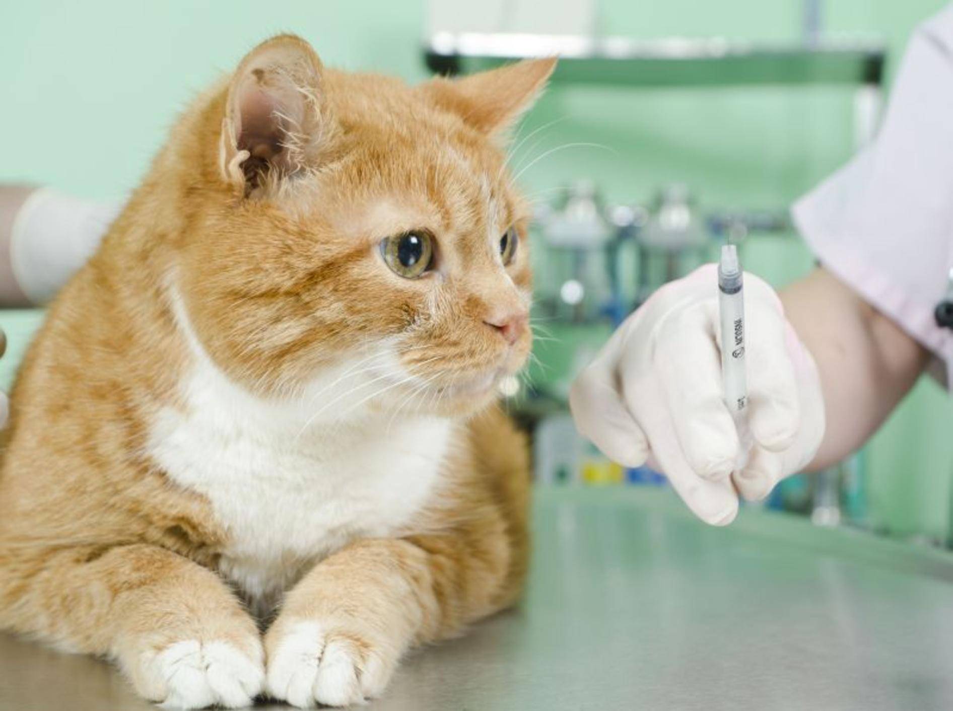 Rote Katze beim Tierarzt
