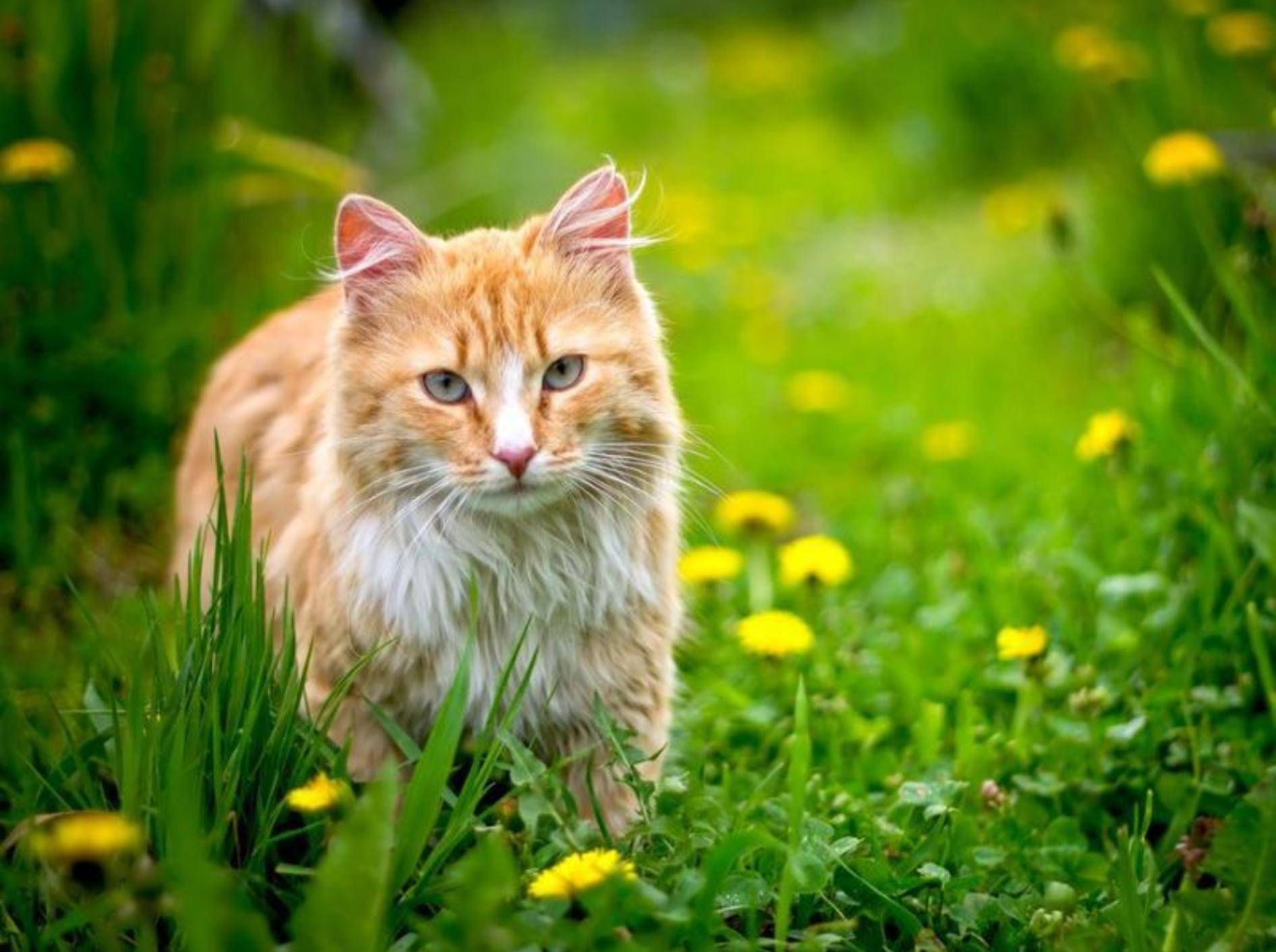 Eine Katze vom Bauernhof braucht für die Eingewöhnung vor allem Geduld – Shutterstock / JetKat