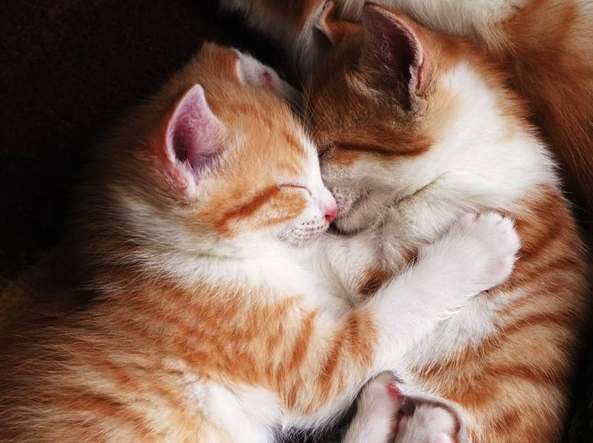 Diese beiden Fellschnütchen sind ein Herz und eine Seele – müssen sich zwei Katzen erst aneinander gewöhnen, braucht es etwas Zeit, bis sie so friedlich kuscheln – Bild: Shutterstock / Mikhail Olykainen