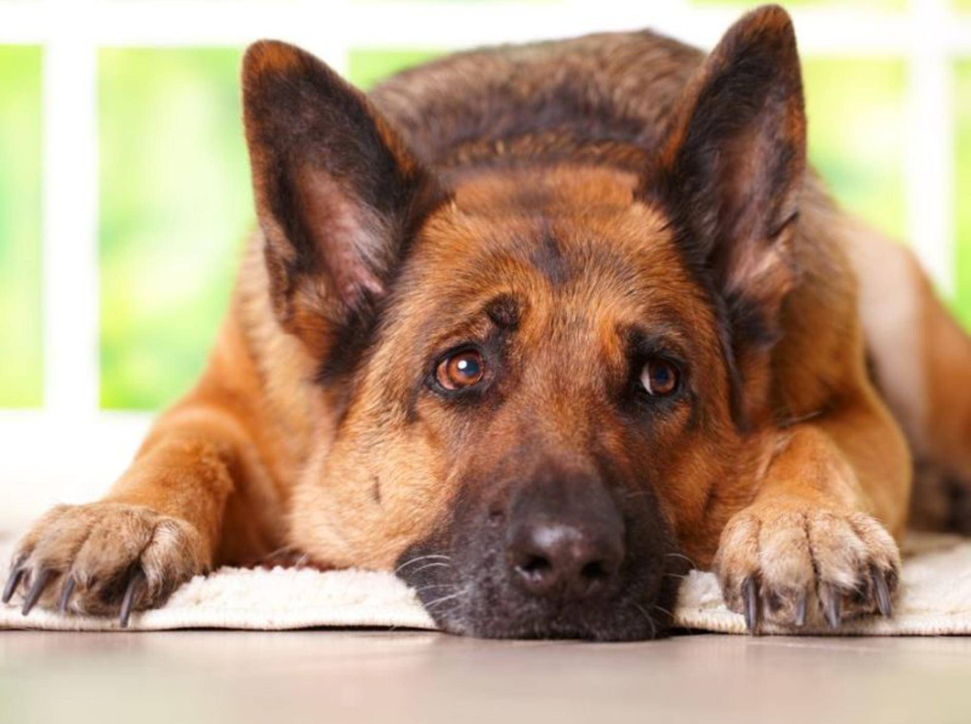 Räude beim Hund Symptome und Behandlung