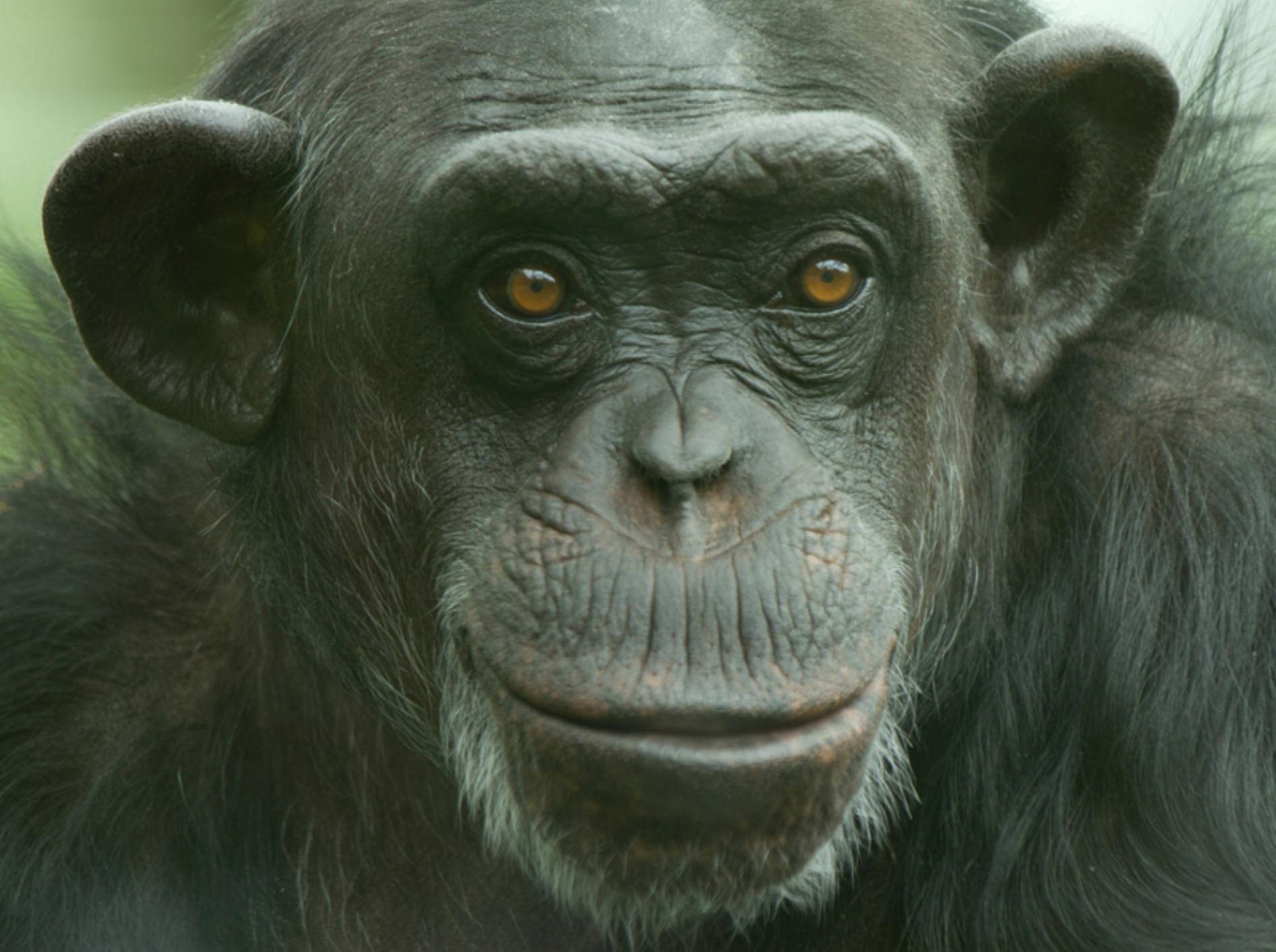 Auch Schimpansen beherrschen das Fair-Play-Prinzip
