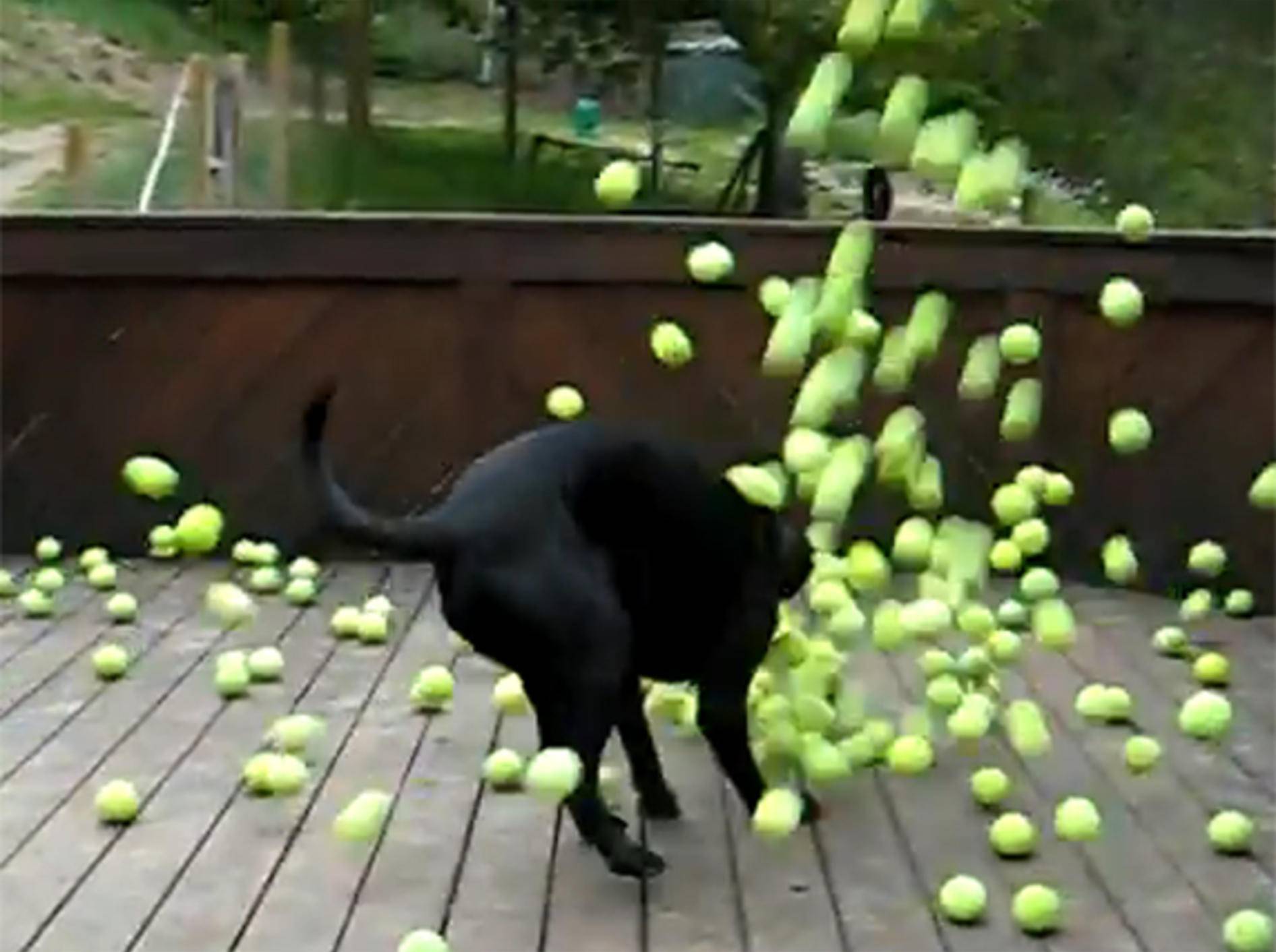 Schwarzer-Hund-Tennisbaelle-Spielen