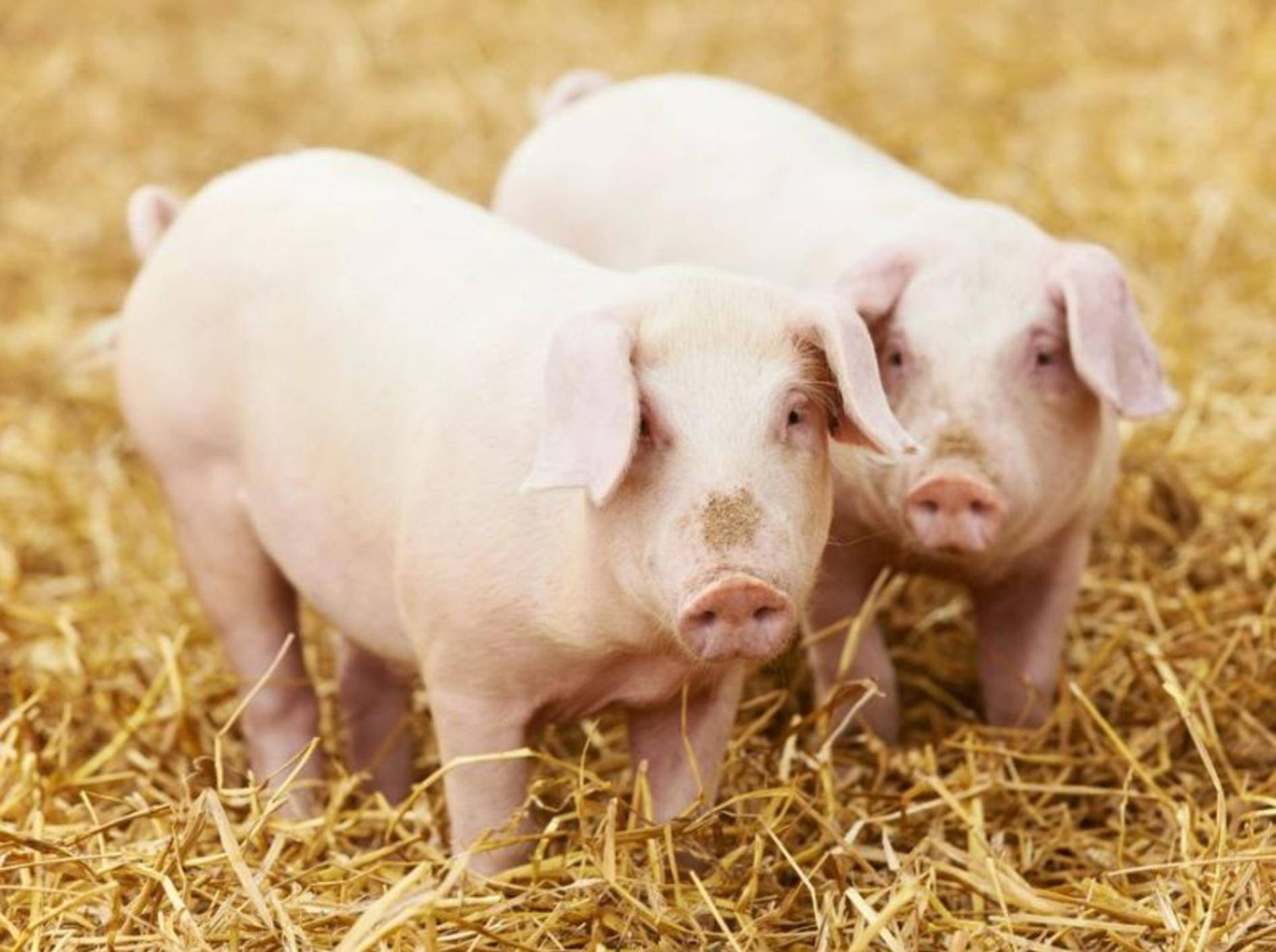 Diese knuffigen Mini-Schweine erobern YouTube
