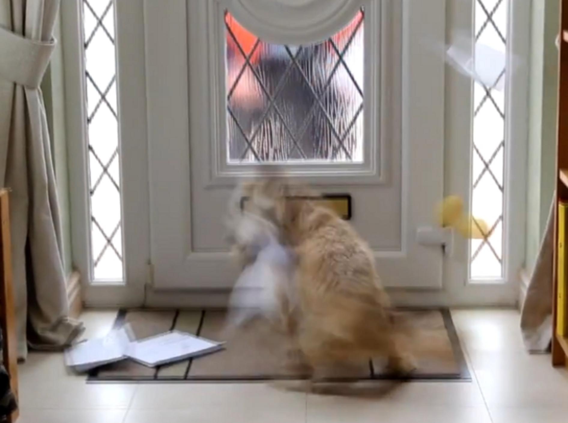Hund und Briefträger werden keine Freunde: Shih Tzu zerreist die Post