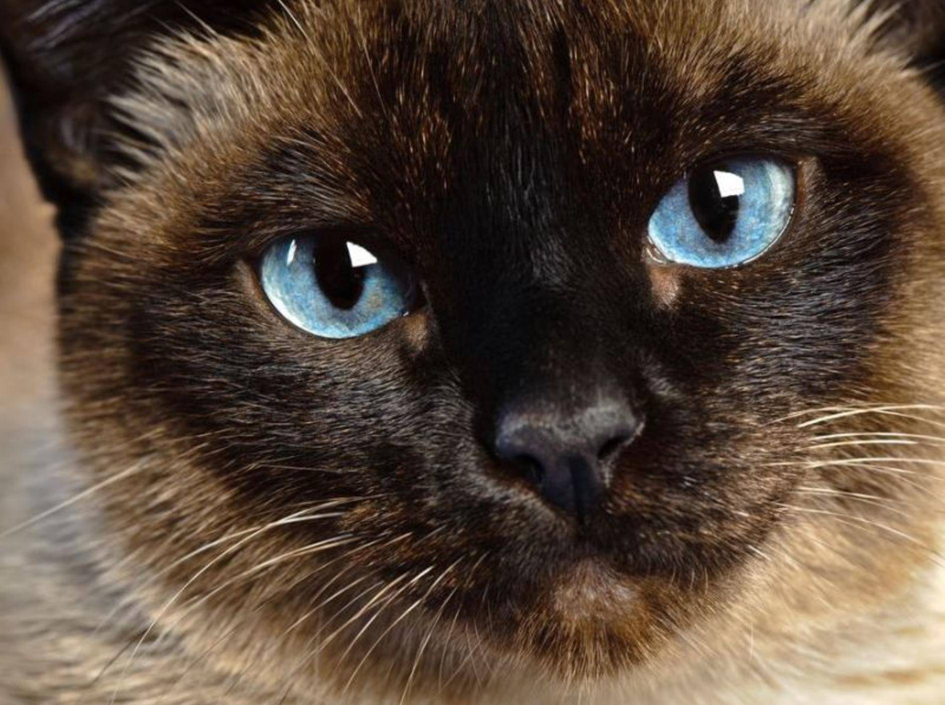 Platz 3: Elegante Siam Katze mit wunderschönen Augen