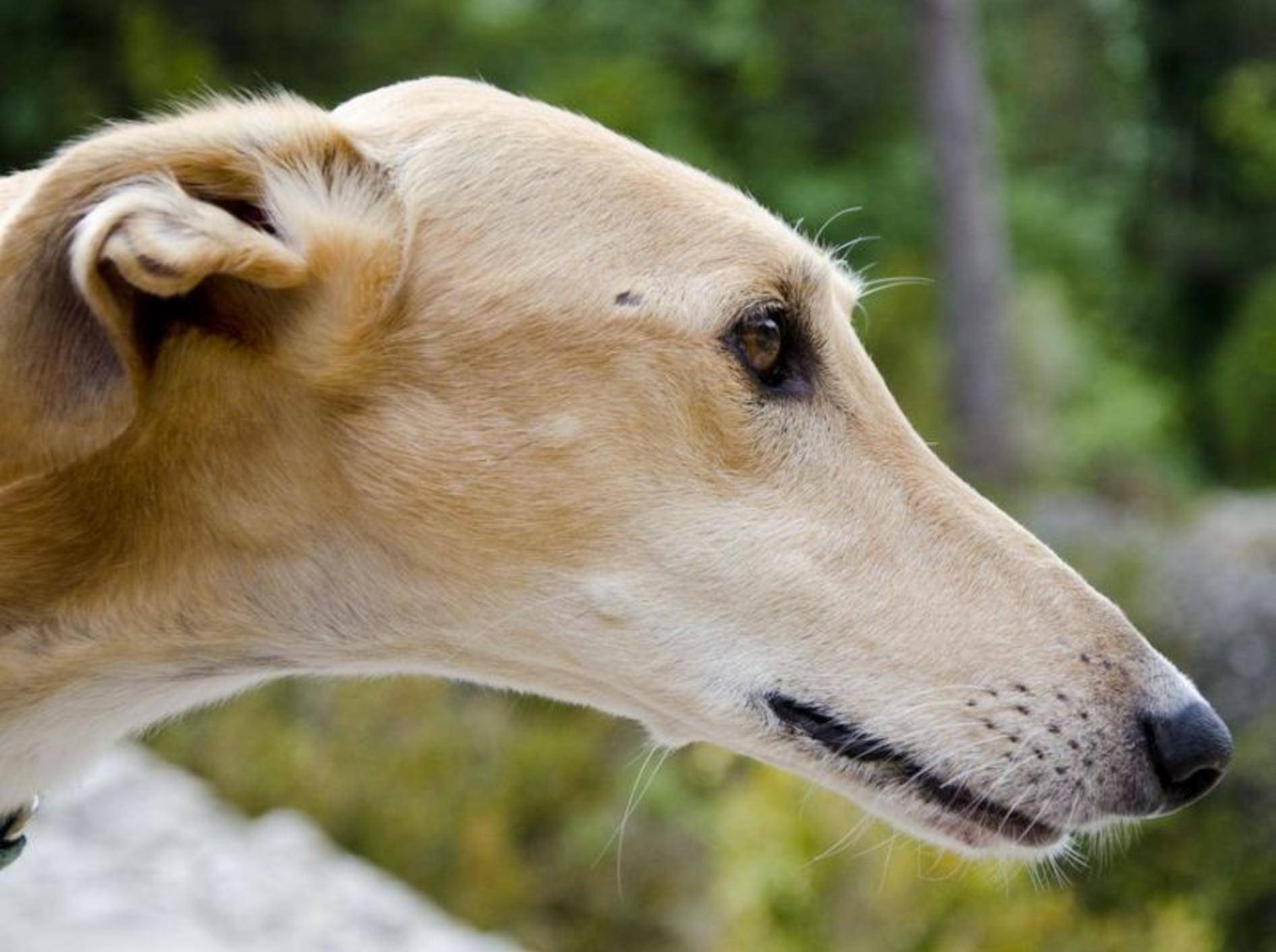 Spanischer Galgo Hund