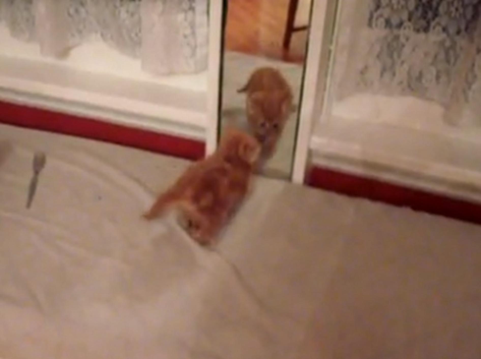 Oh Schreck: Süße Katzen vor dem Spiegel