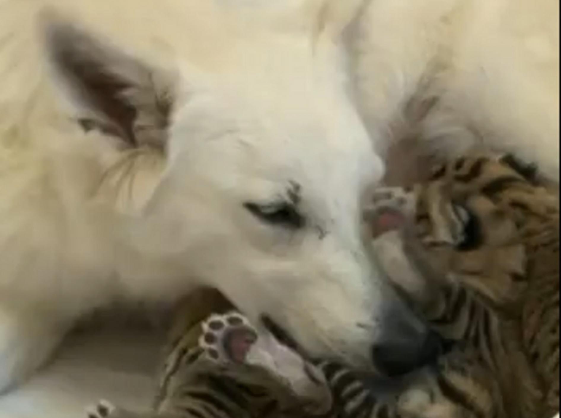 Selbstlose Mutterliebe: Hund adoptiert Tigerbabys