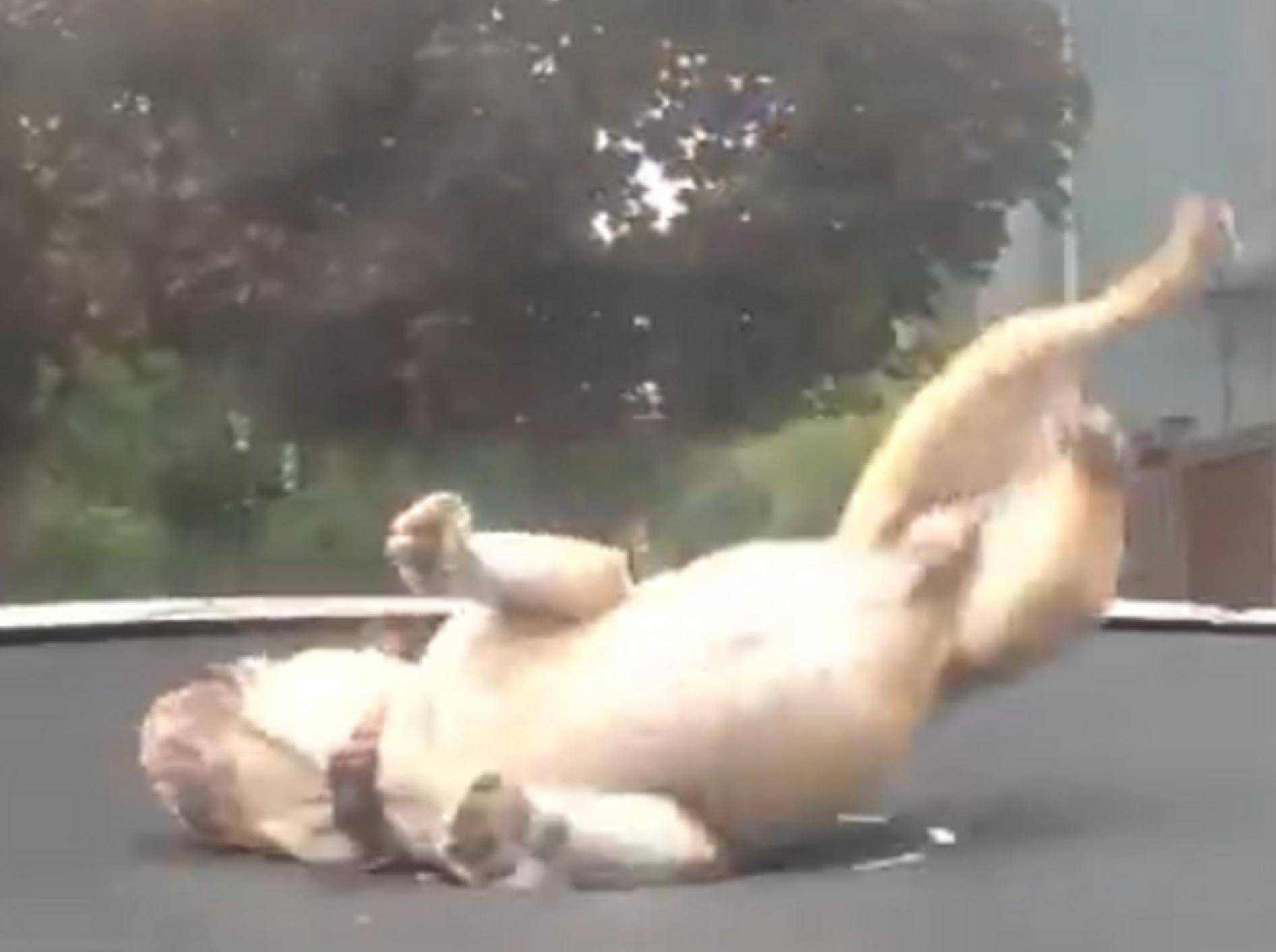 Bulldogge hüpft quietschvergnügt auf einem Trampolin