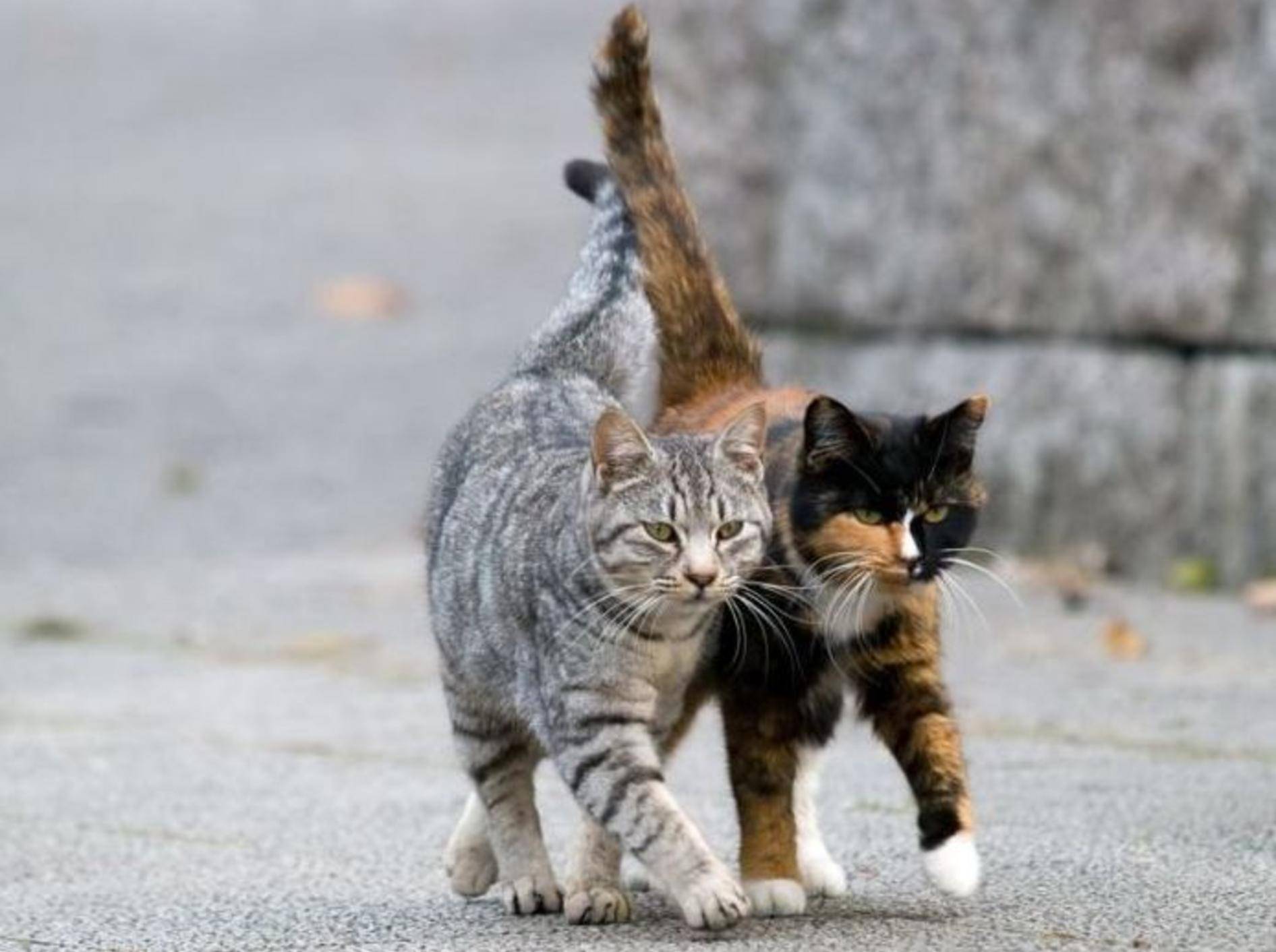 Zwei Katzen auf der Straße