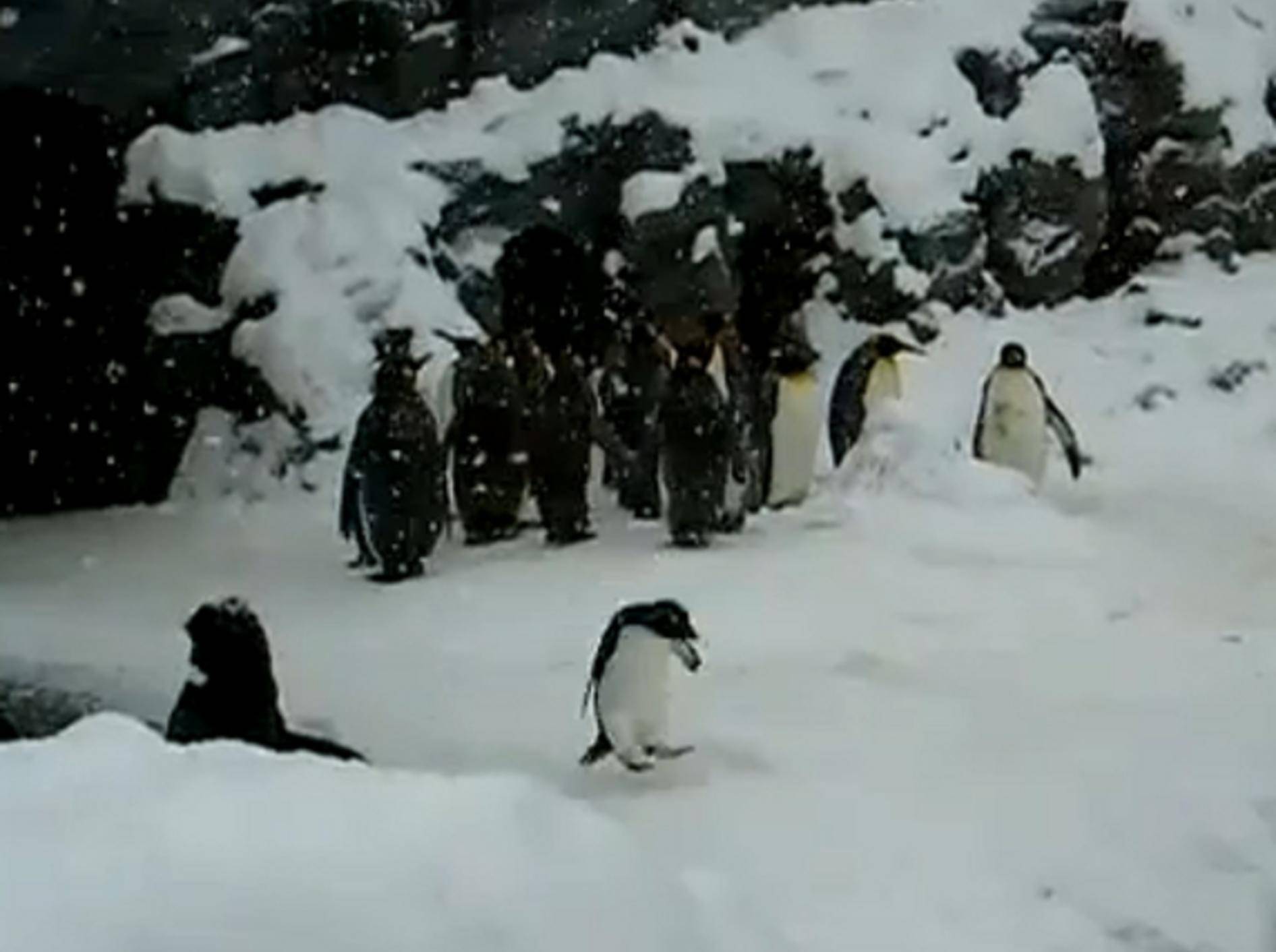 Fröhlicher Pinguin hüpft durchs Zoogehege und freut sich auf Weihnachten