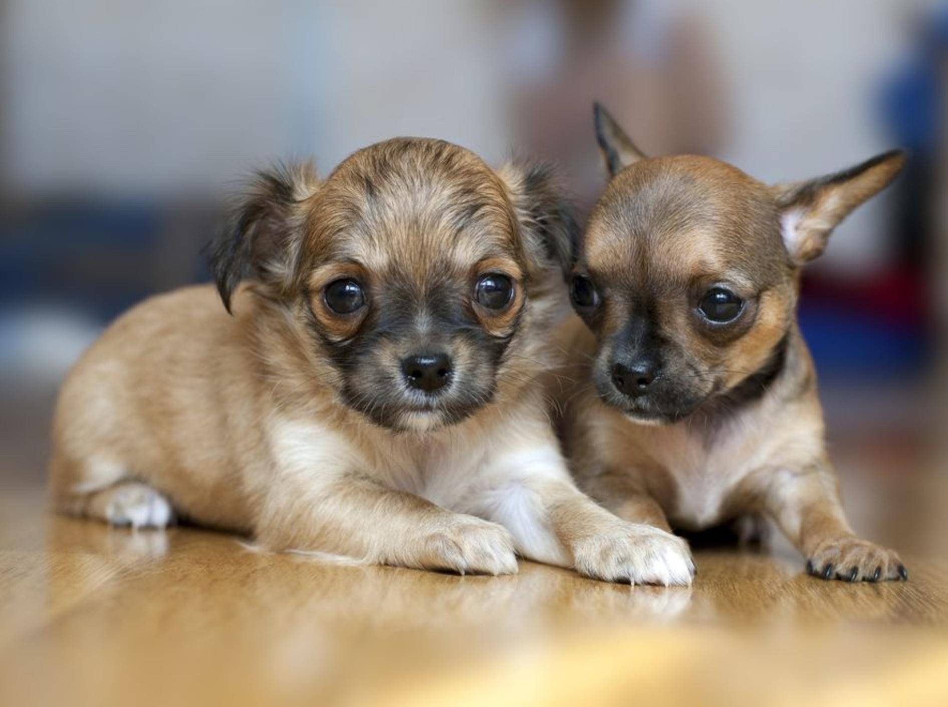 Chihuahua Welpen - Wichtig beim Hundekauf: Auf den Preis achten
