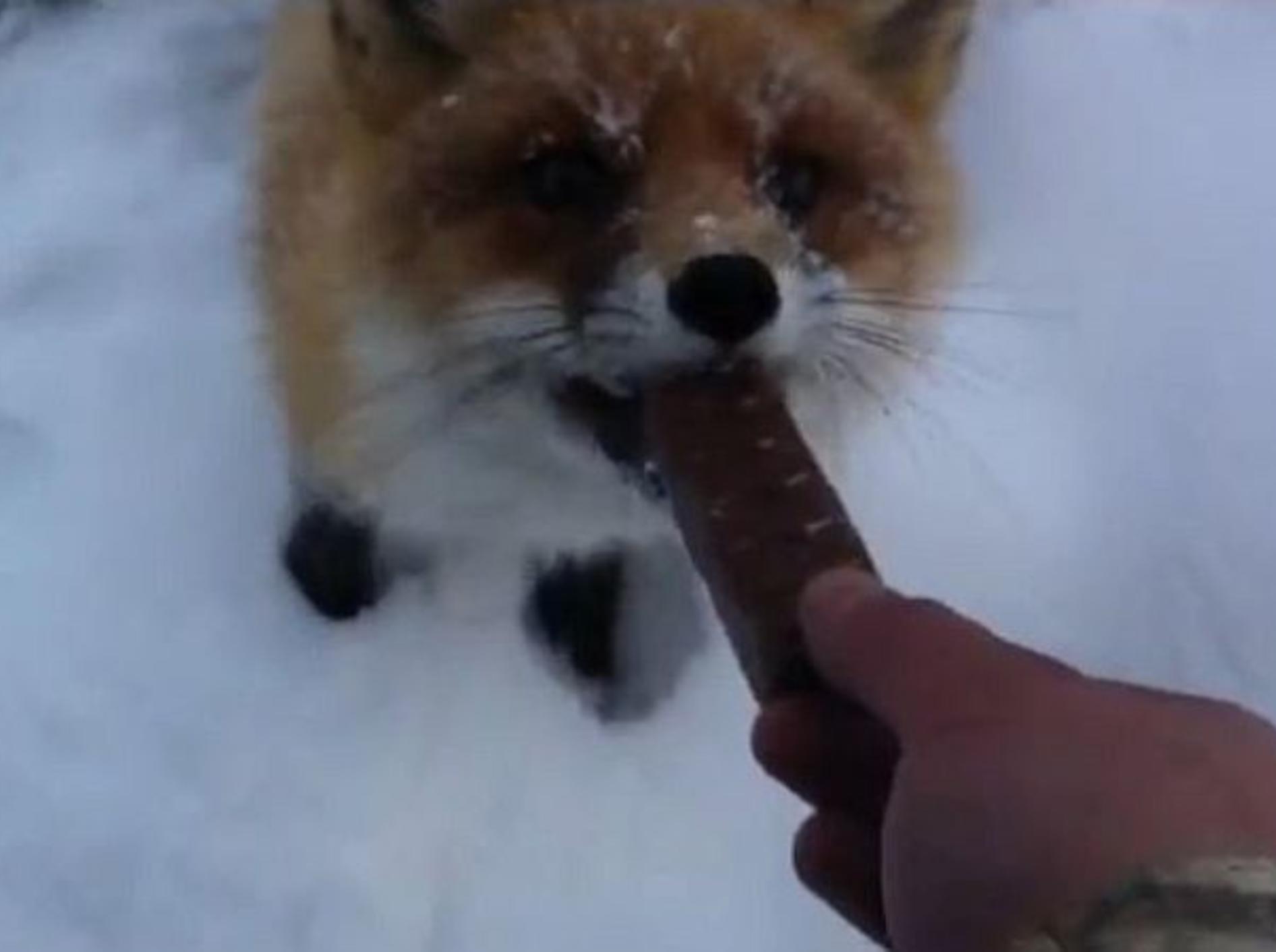 Fuchs-isst-Snickers