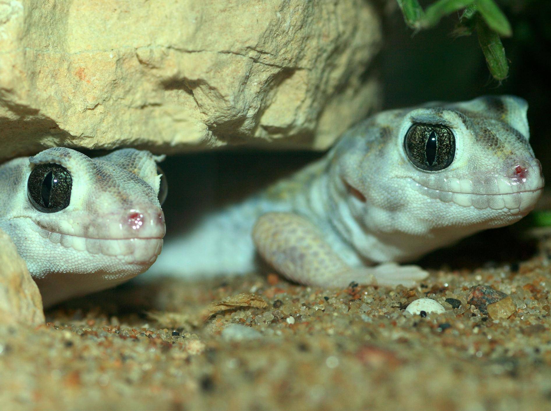 Ganz nah: Grünes Geckopärchen — Bild: Shutterstock / Dmitrijs Mihejevs