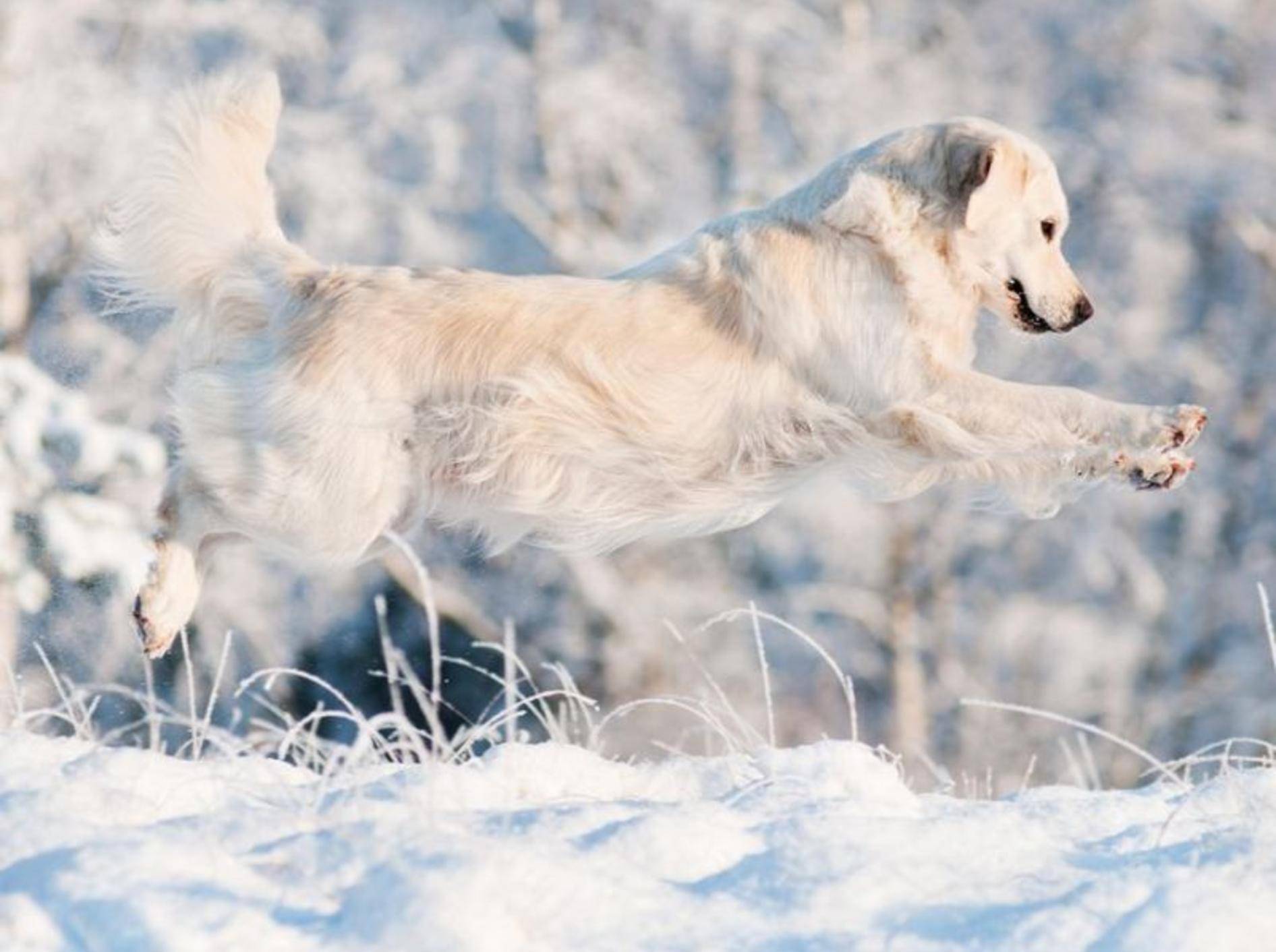 Schnee bietet eine perfekte Spielfläche für Hunde, wie dieser Golden Retriever beweist