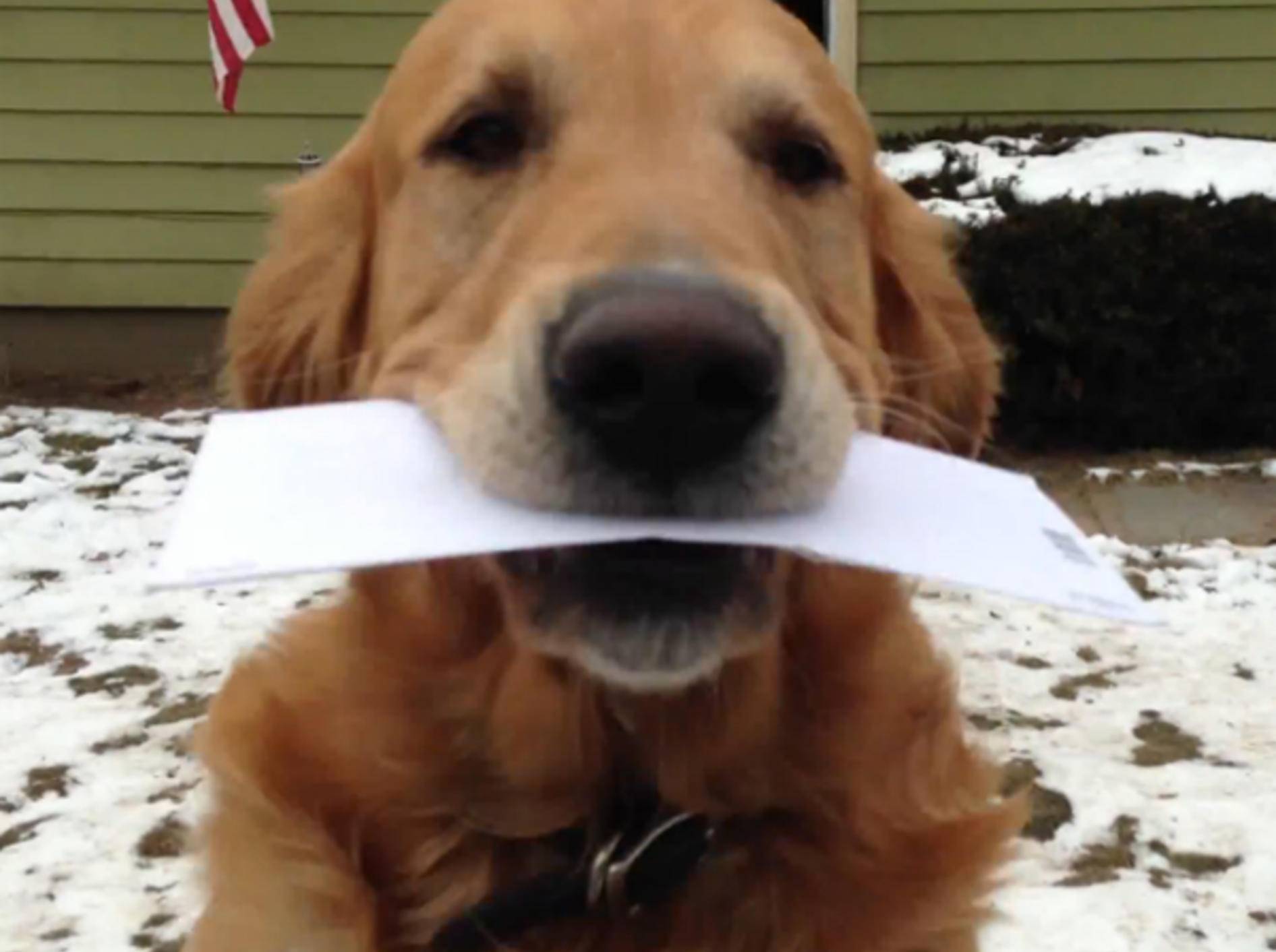 Hund als Briefkasten: Golden Retriever holt die Briefe ins Haus