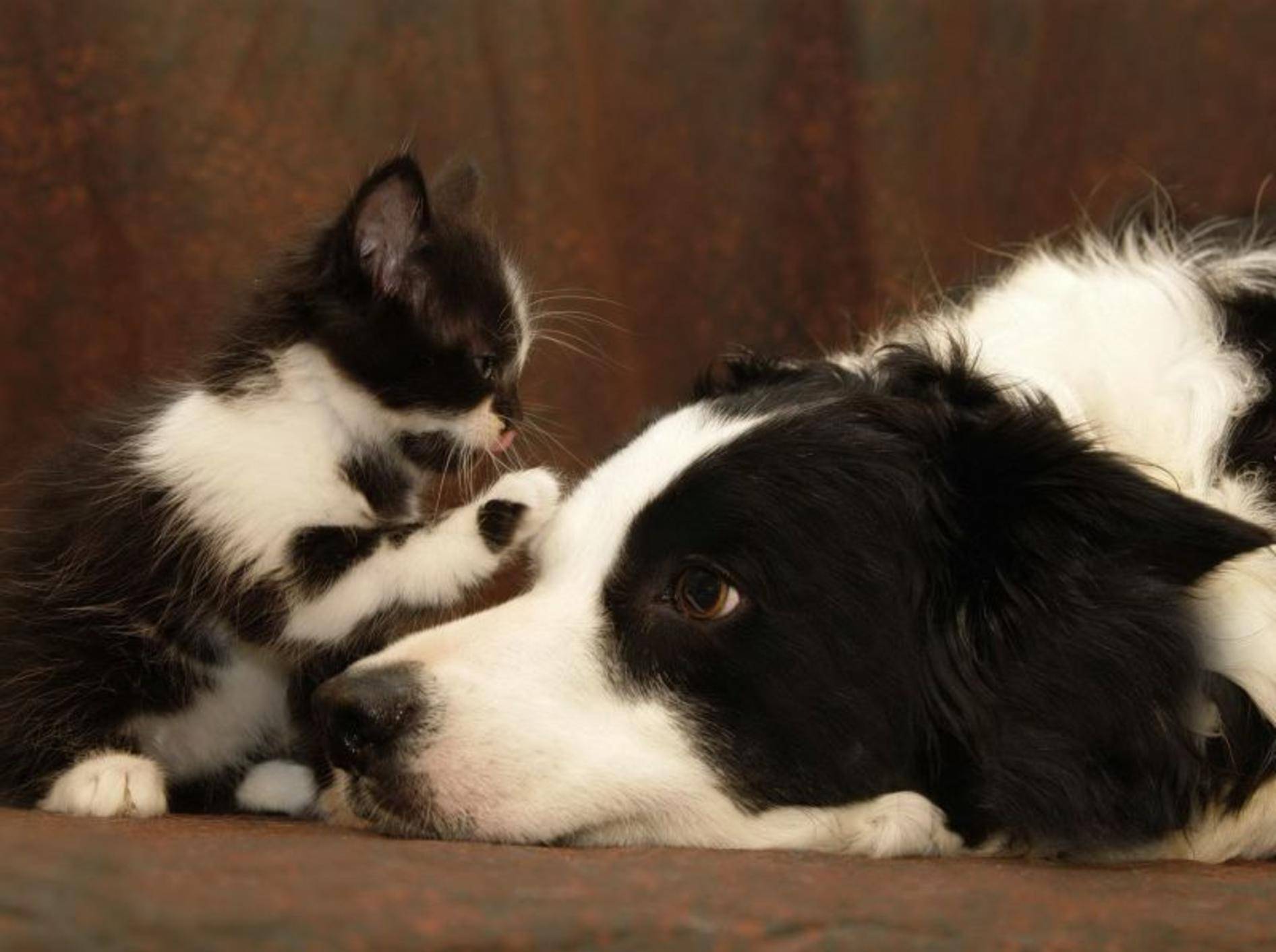Kleine Katze, großer Hund: Es lebe die Freundschaft!