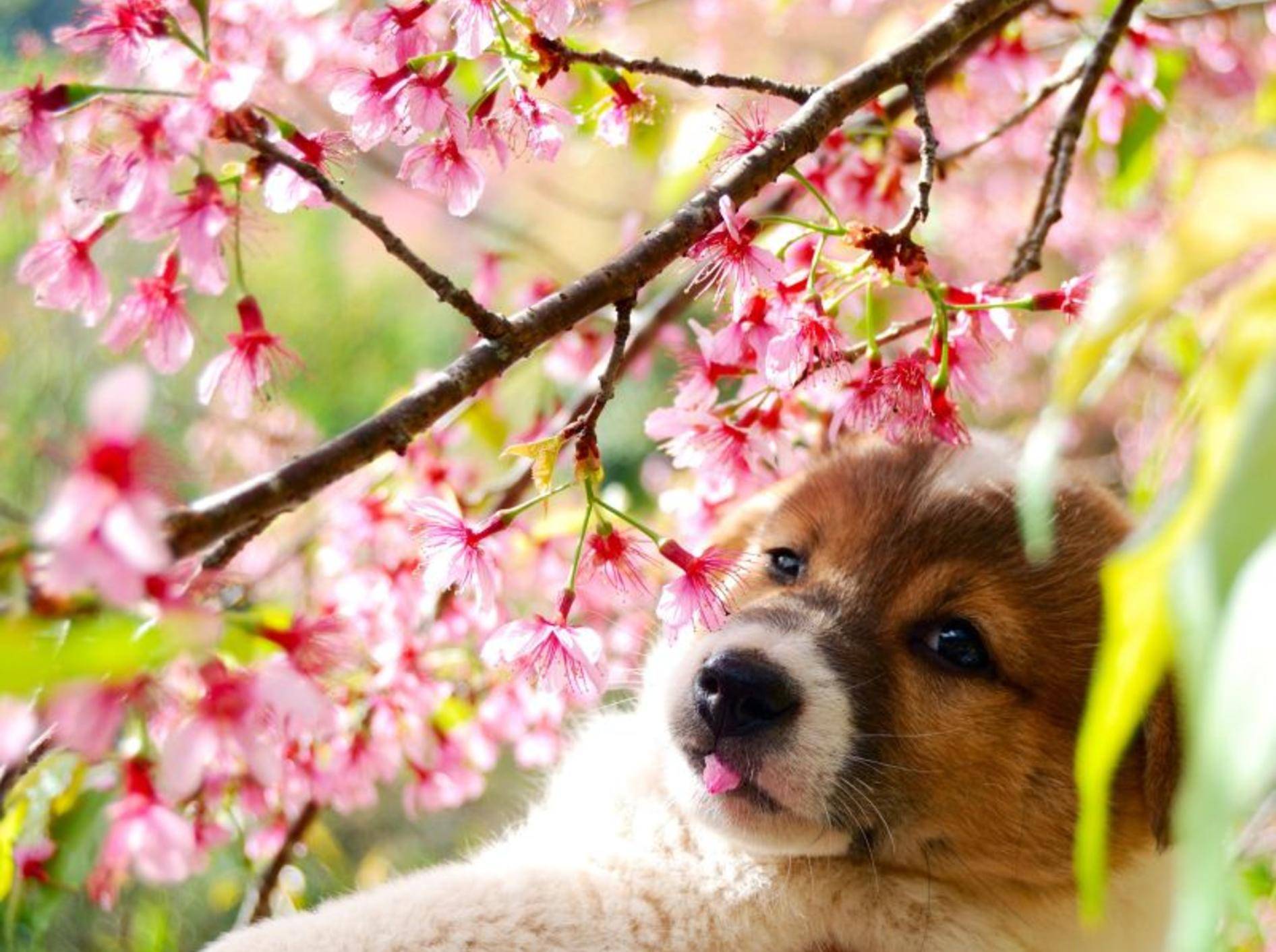 Frühlingsspaziergang mit dem Hund: Dieser Husky-Mischling fühlt sich sichtlich wohl unter dem Kirschblütenbaum — Bild: Shutterstock / FWStudio