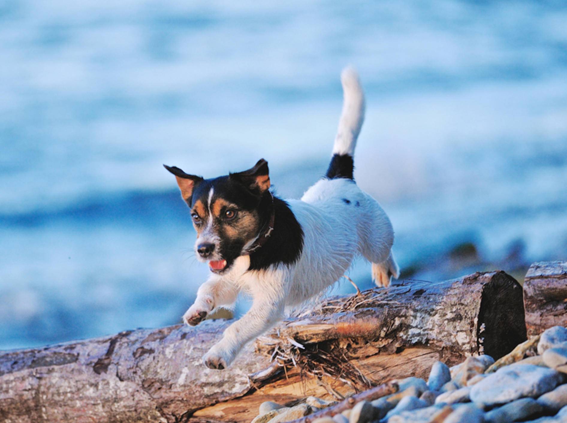 Jack Russell Terrier namens Kira: Der Name landete 2012 auf Platz 5
