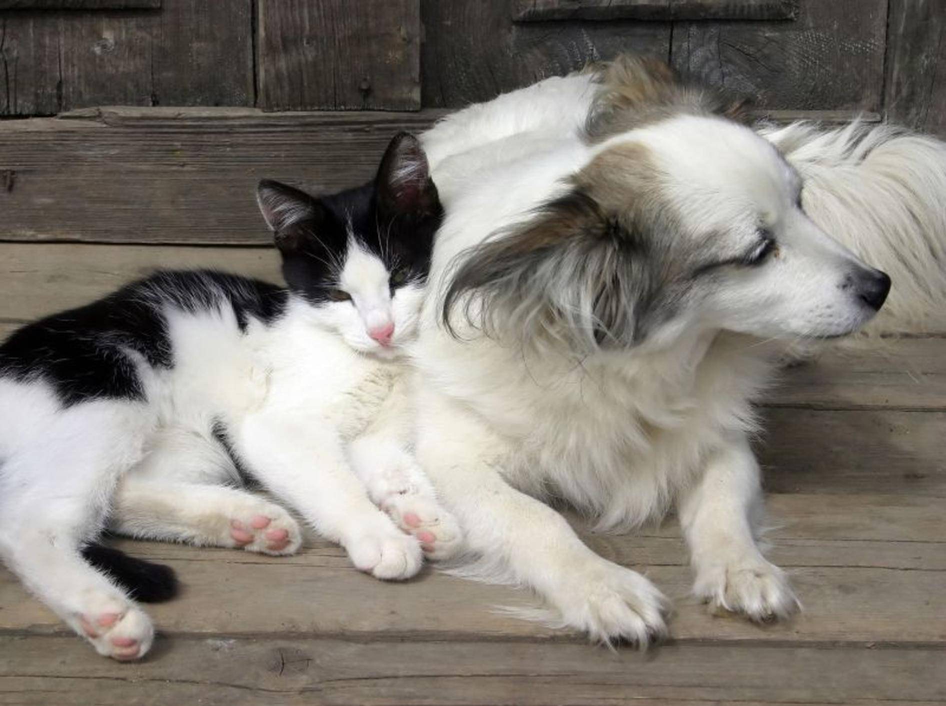 Kommunikation Zusammenführen Von Katze Und Hund