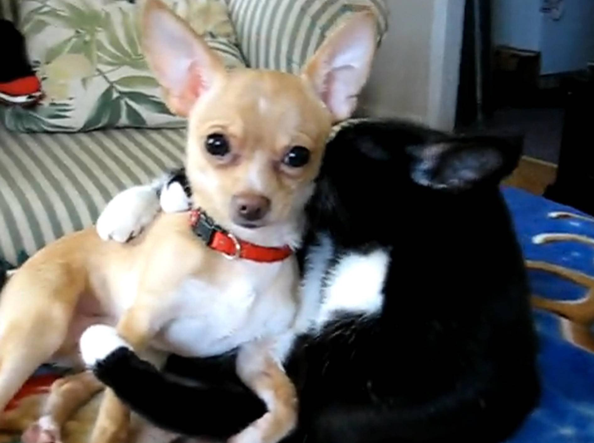 Katze leckt süßen Chihuahua sauber
