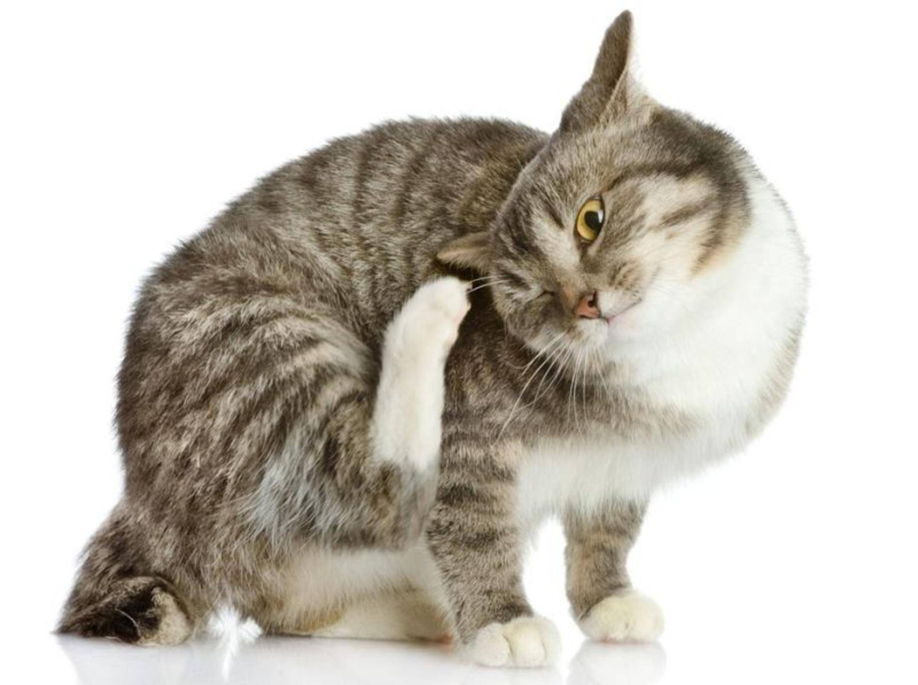 Katze kratzt sich am Ohr - Was ist die Ursache?