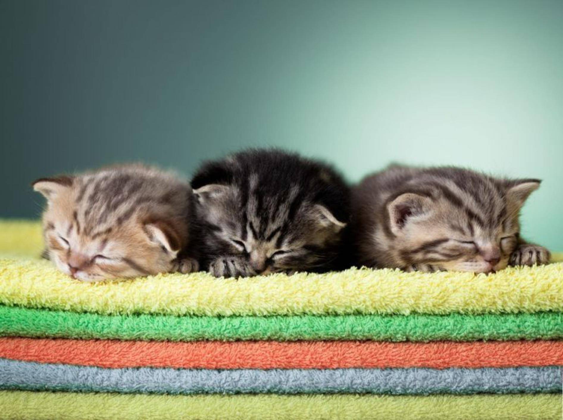 Katzenbabys mögen´s flauschig: Ihr Schlafplatz ist der Handtuchberg