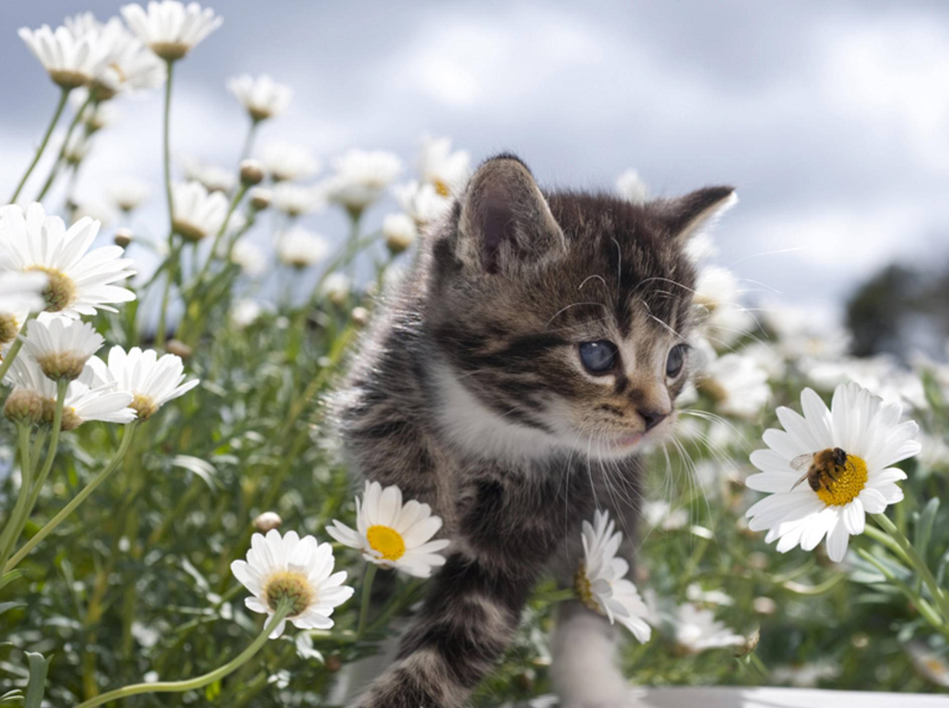Kleines Kätzchen entdeckt eine Hummel auf der Blumenwiese