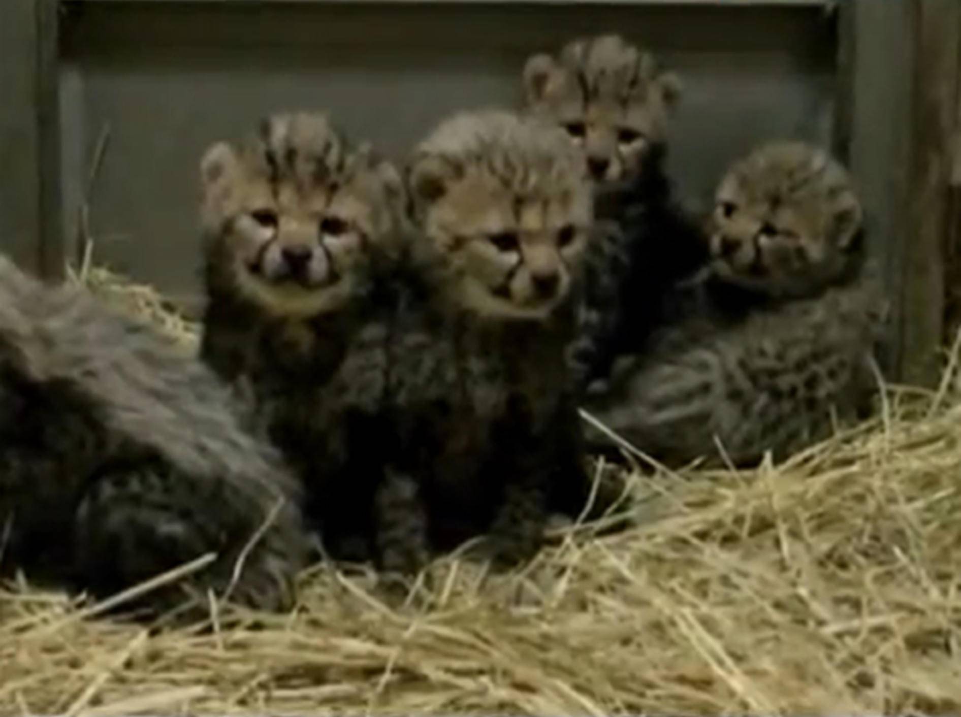 Königsgeparden-Babys kuscheln im Stroh