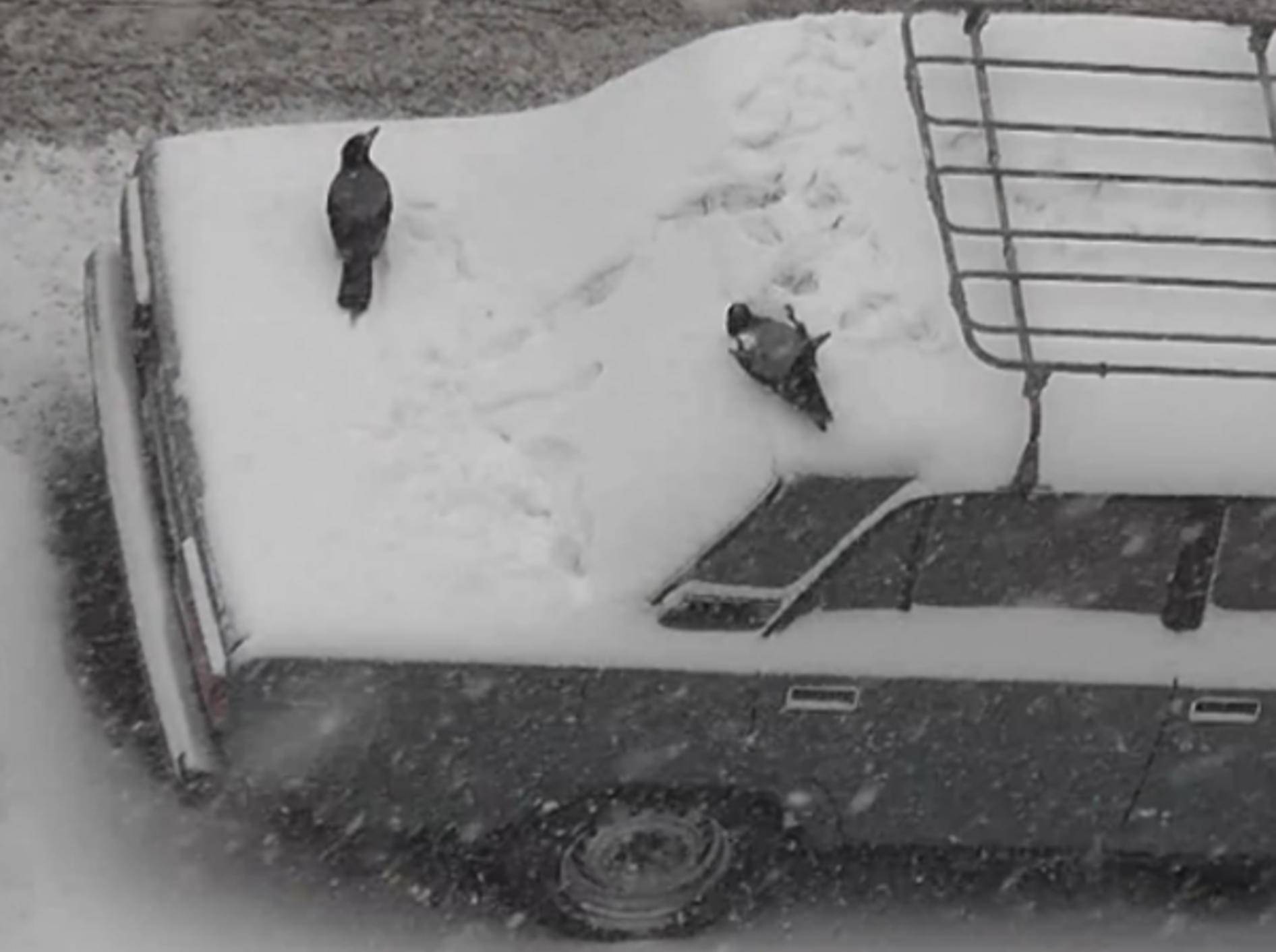 Krähen haben Spaß im Schnee und kugeln auf Autos herum – Bild: Youtube &/ Sergazo