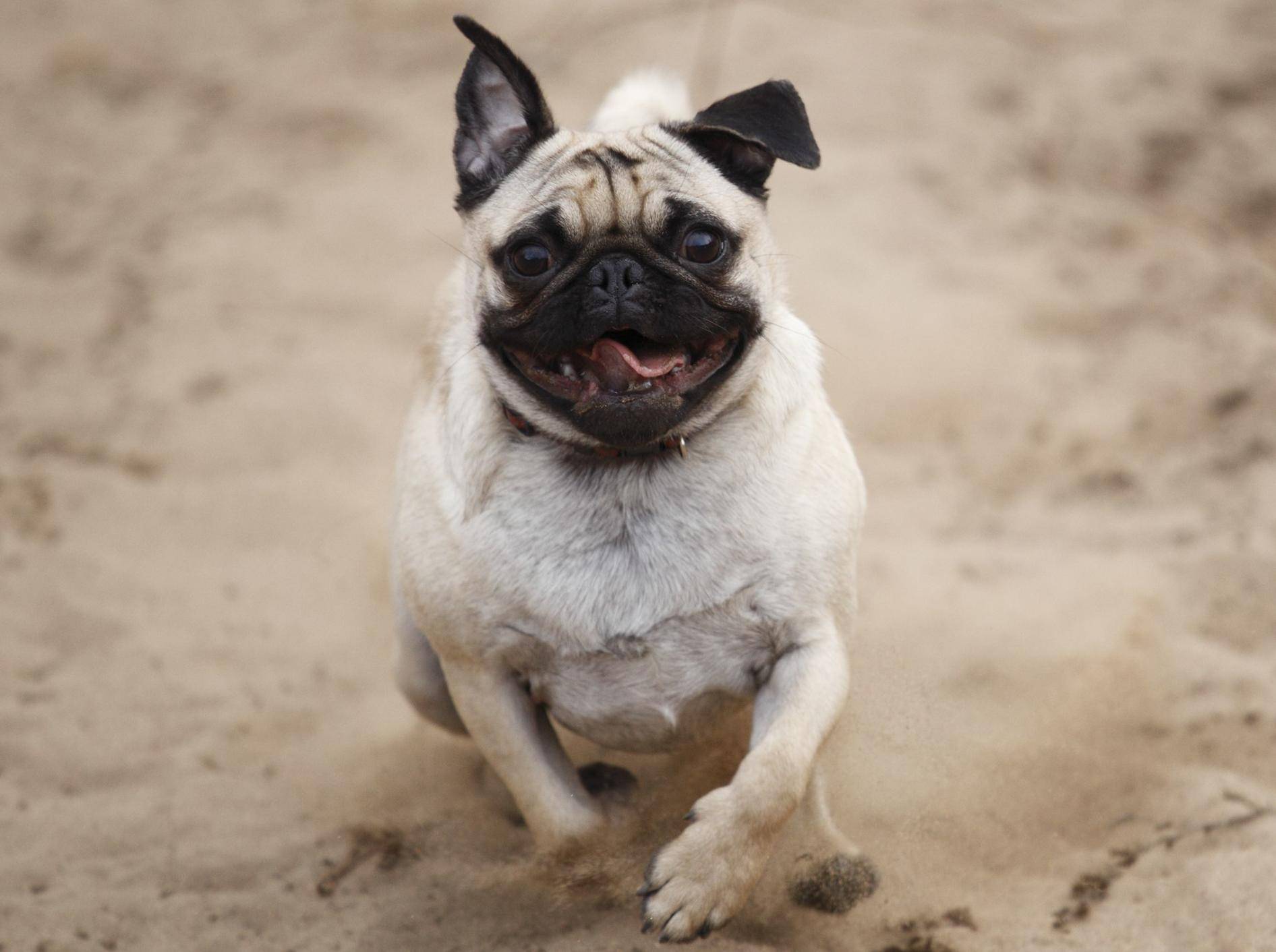 Mopsalarm: Diese Hunde können auch ganz schön rennen, wenn sie wollen!