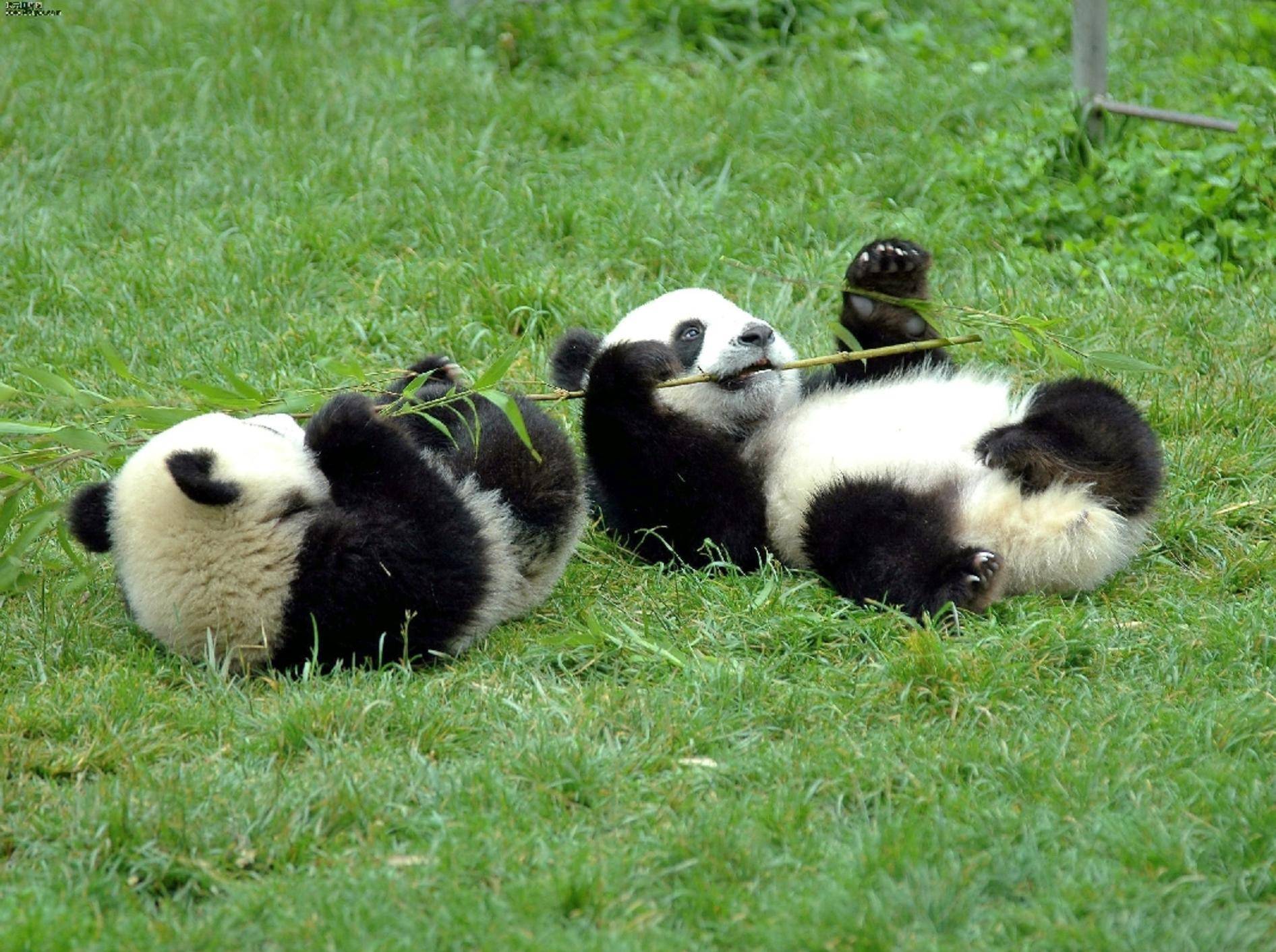 Kleine Pandabären sind besonders verspielt
