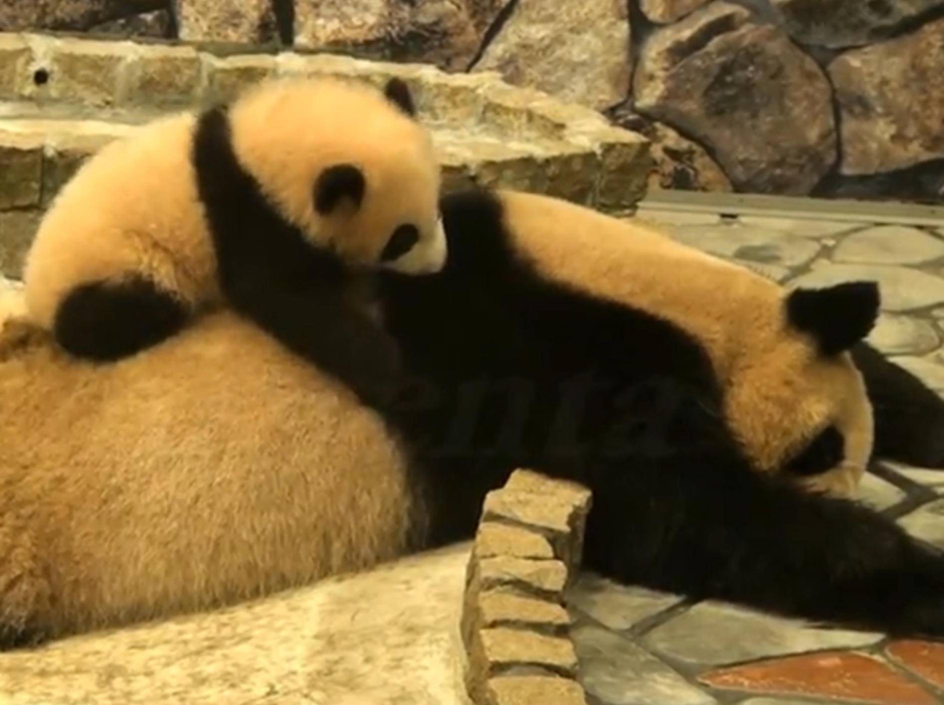 Pandababy-Mutter-aufwecken-rumturnen