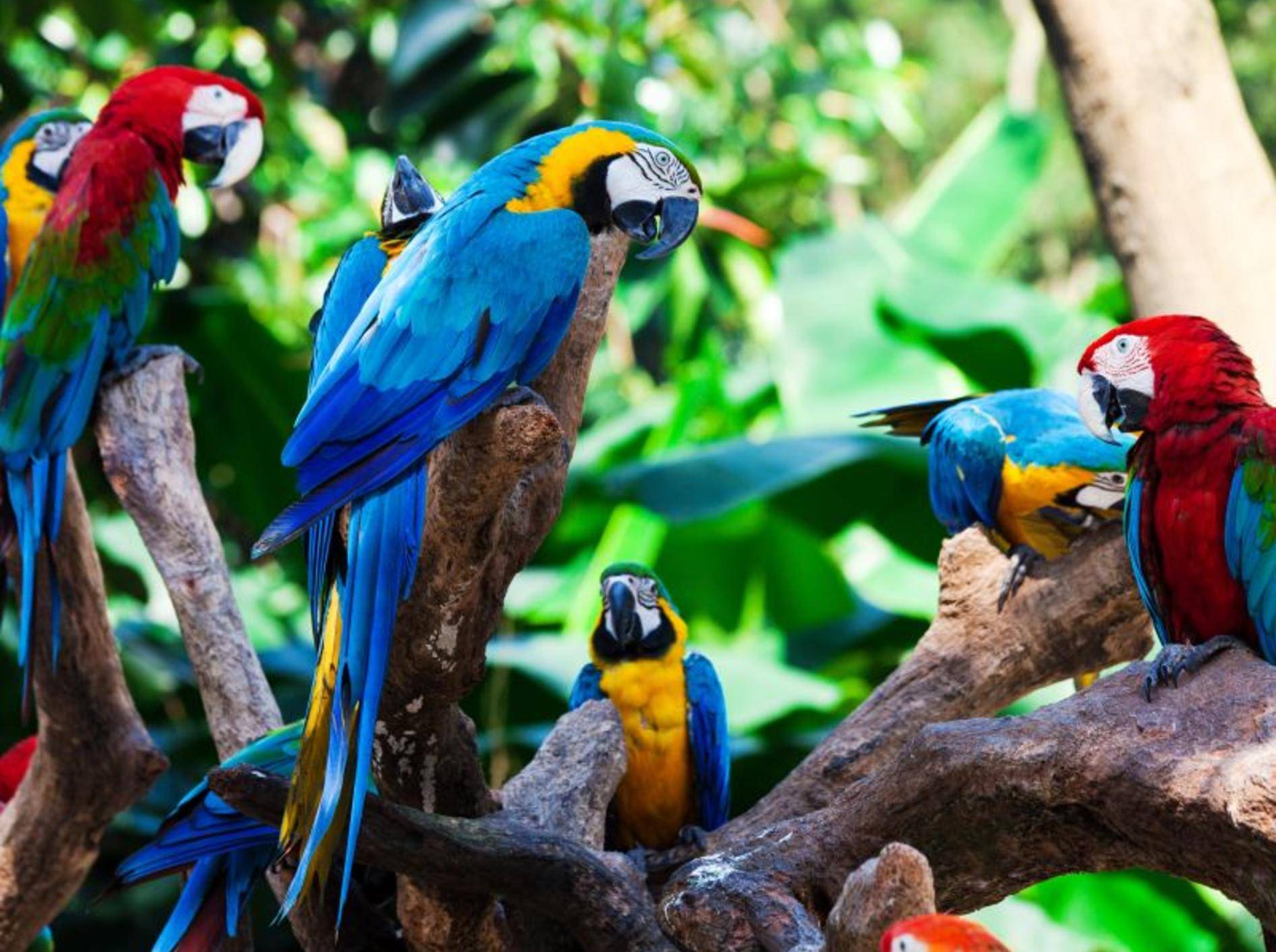Papageien haben die Fähigkeit, Laute nachzuahmen