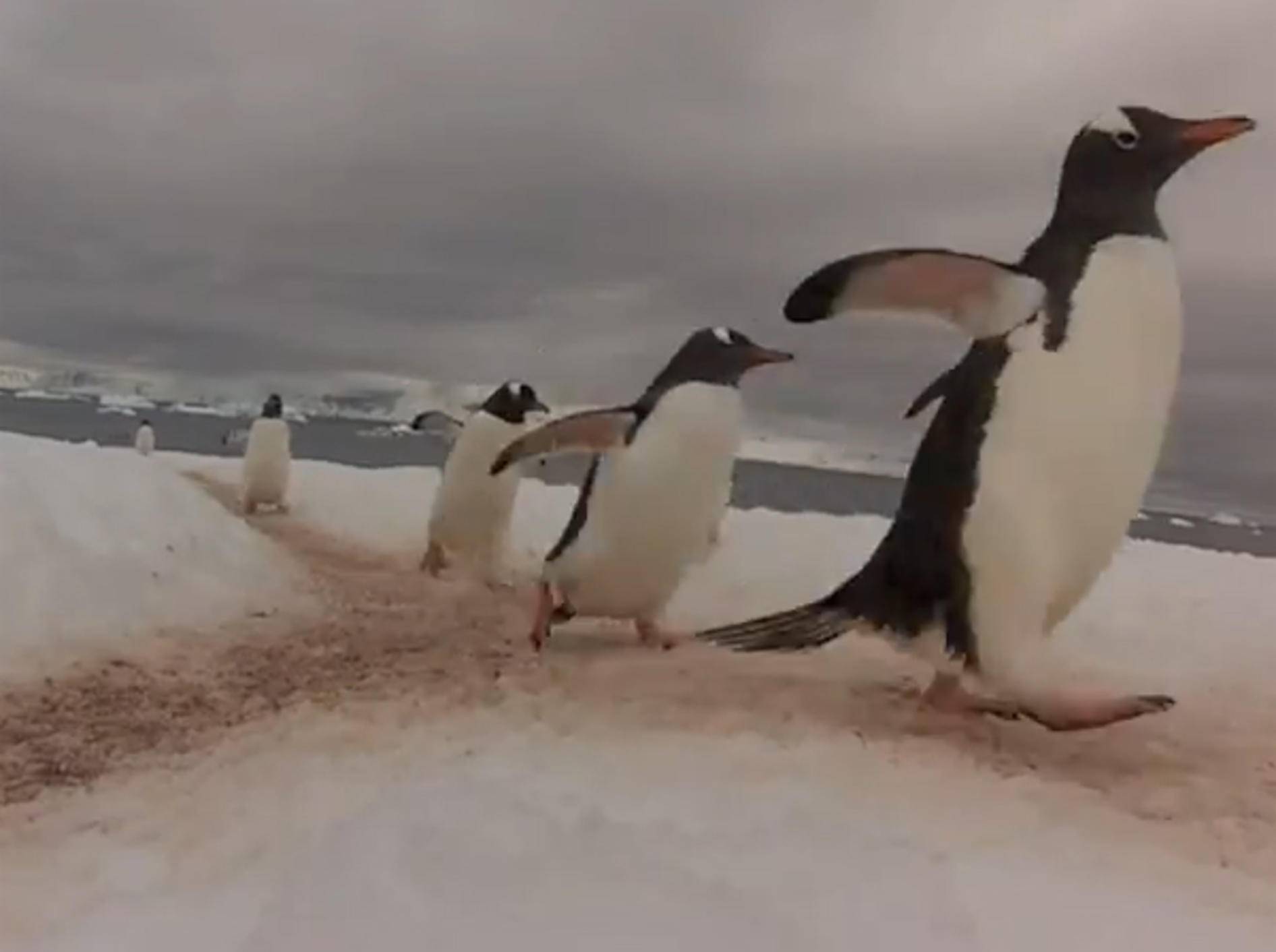Pinguin-Highway in der Arktis: Wo die Wege sich kreuzen