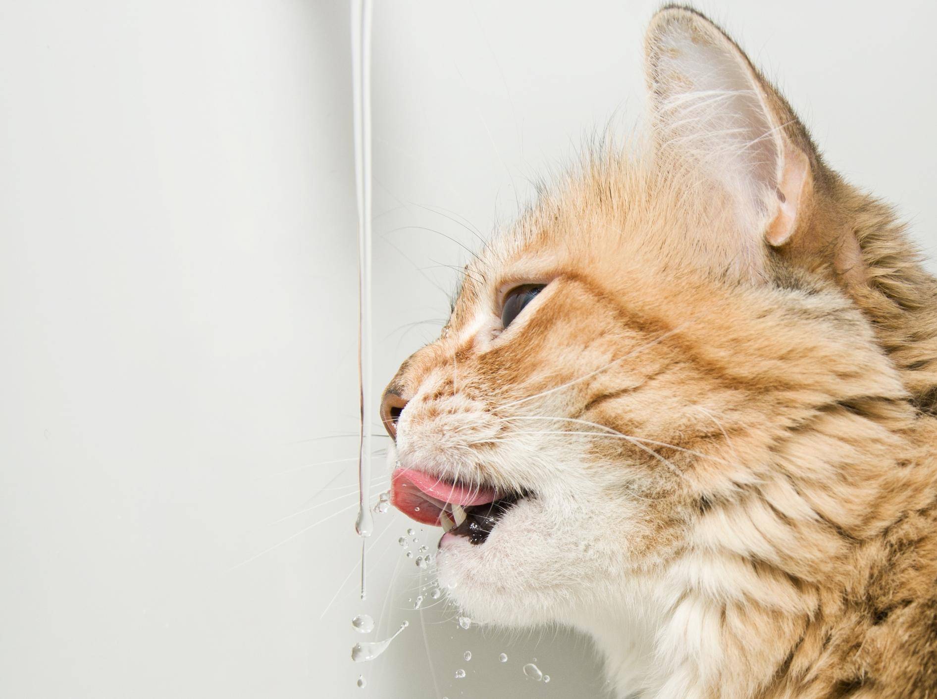 Katze trinkt aus Wasserhahn: Manche Stubentiger haben besondere Trinkgewohnheiten