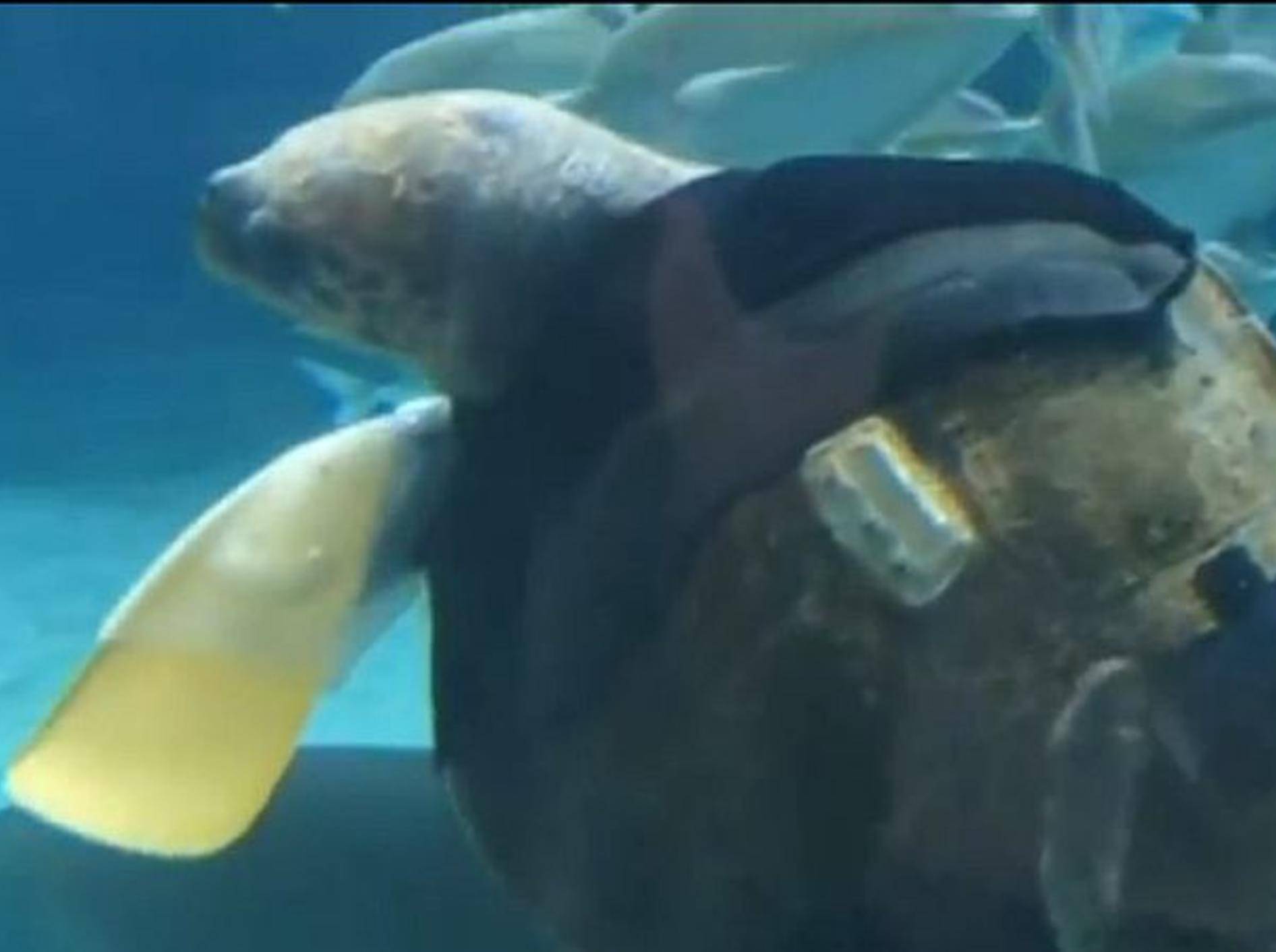 Schildkröte-mit-künstlichen-Schwimmflossen