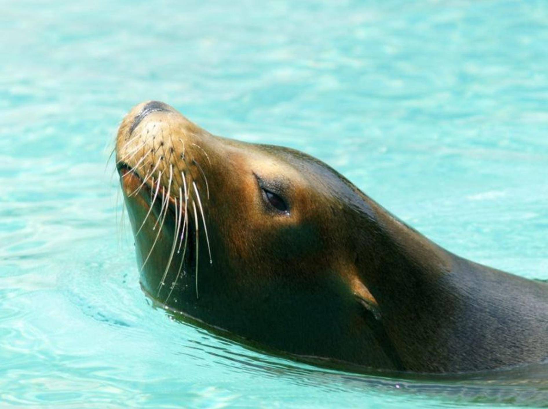 Seelöwen können durch einen Trick mit der Lunge die Taucherkrankheit vermeiden