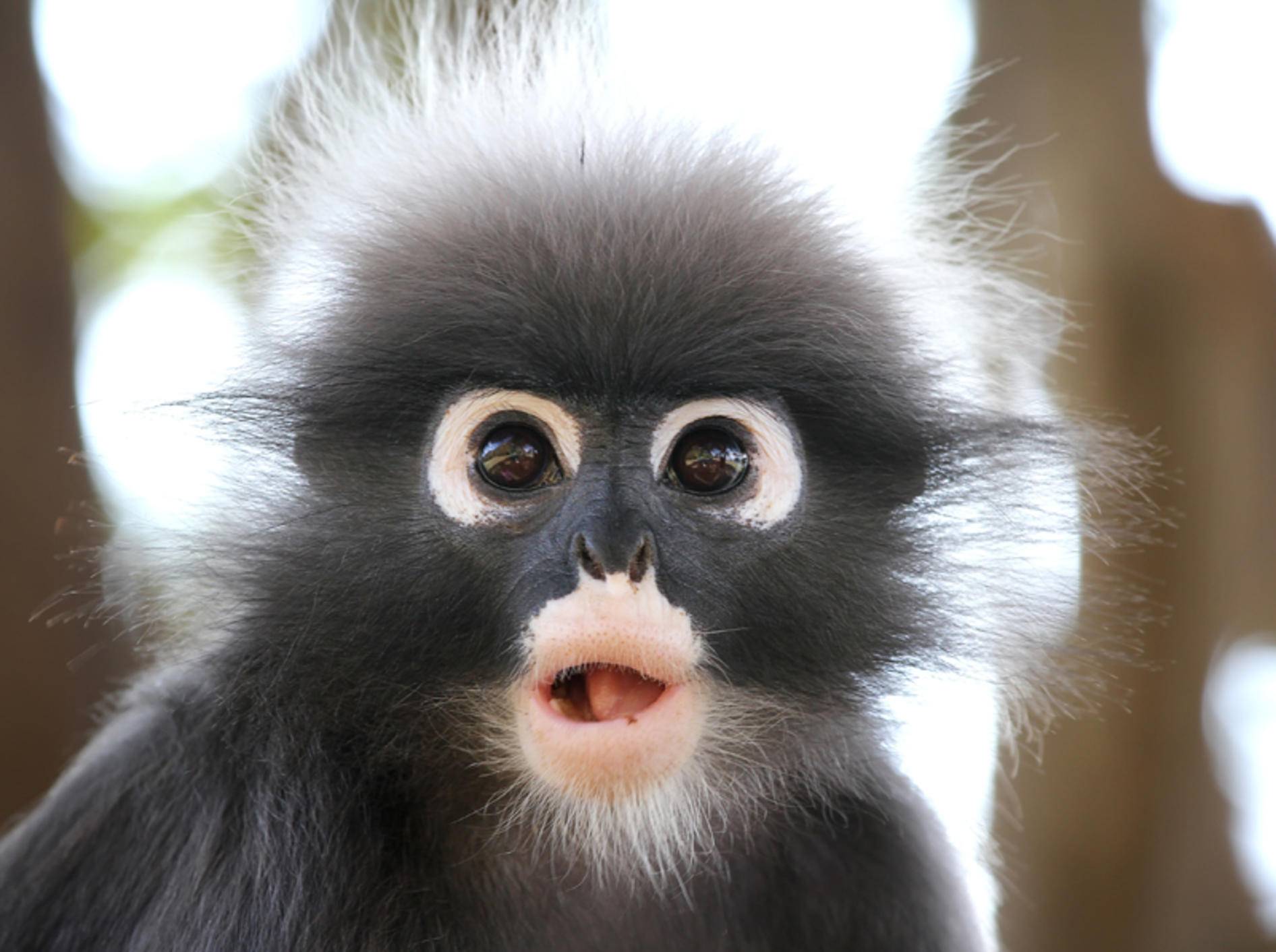 Niedlicher Affe macht total süße Geräusche