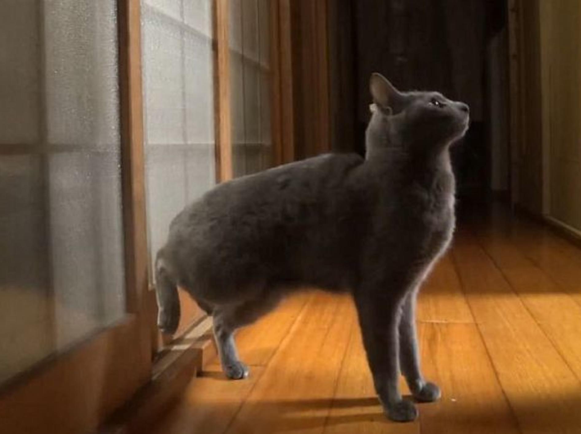 Katze klopft mit Hinterpfoten gegen Tuer – Bild: Youtube / SummerAlcorn