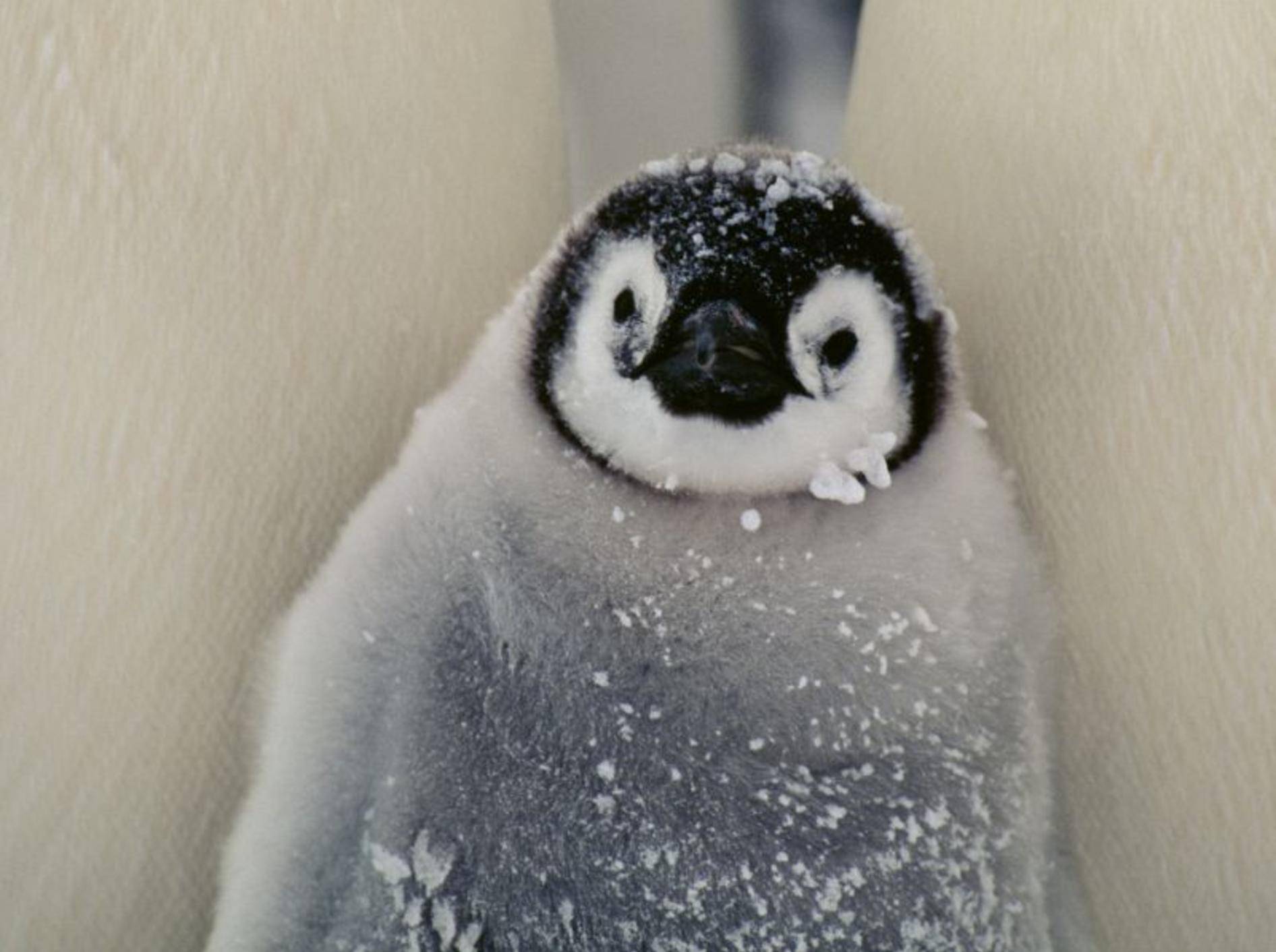 Pinguin ganz klein: Süß und flauschig — Bild: Shutterstock / BMJ