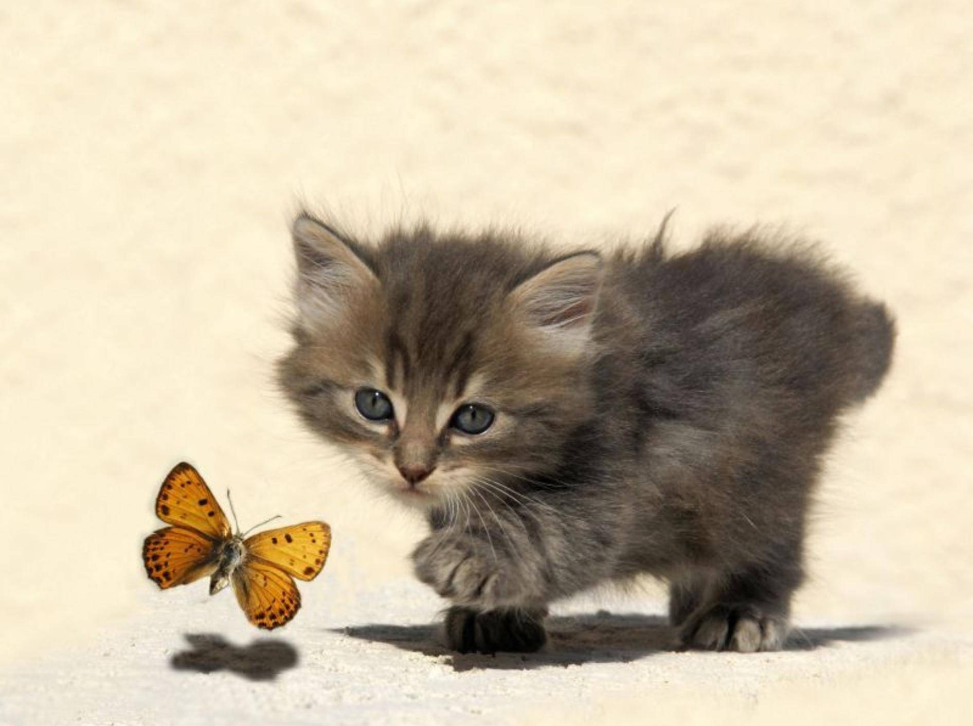 Katzenbaby und Schmetterling: Begegnung im Sonnenschein — Bild: Shutterstock / cynoclub