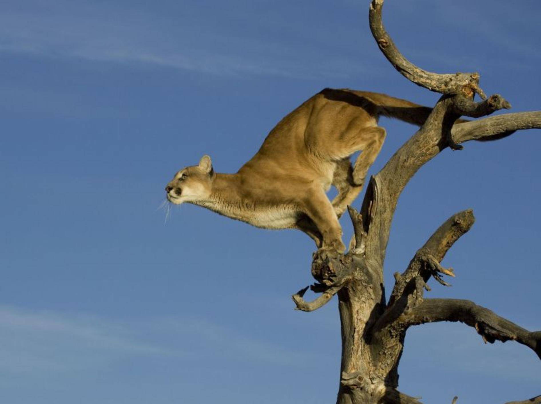 Puma: Springt bis zu 5,50 Meter hoch — Bild: Shutterstock / creativex
