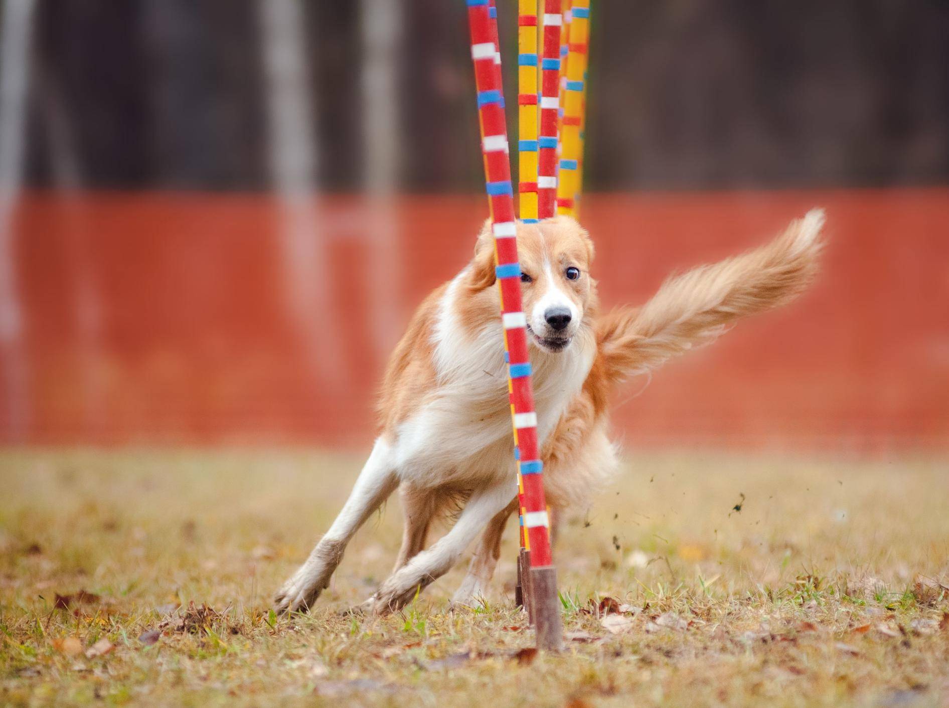 Border Collie beim Hundeslalom: Dieses Agility-Hindernis besteht normalerweise aus 8 bis 12 Stangen — Bild: Shutterstock / Ksenia Raykova