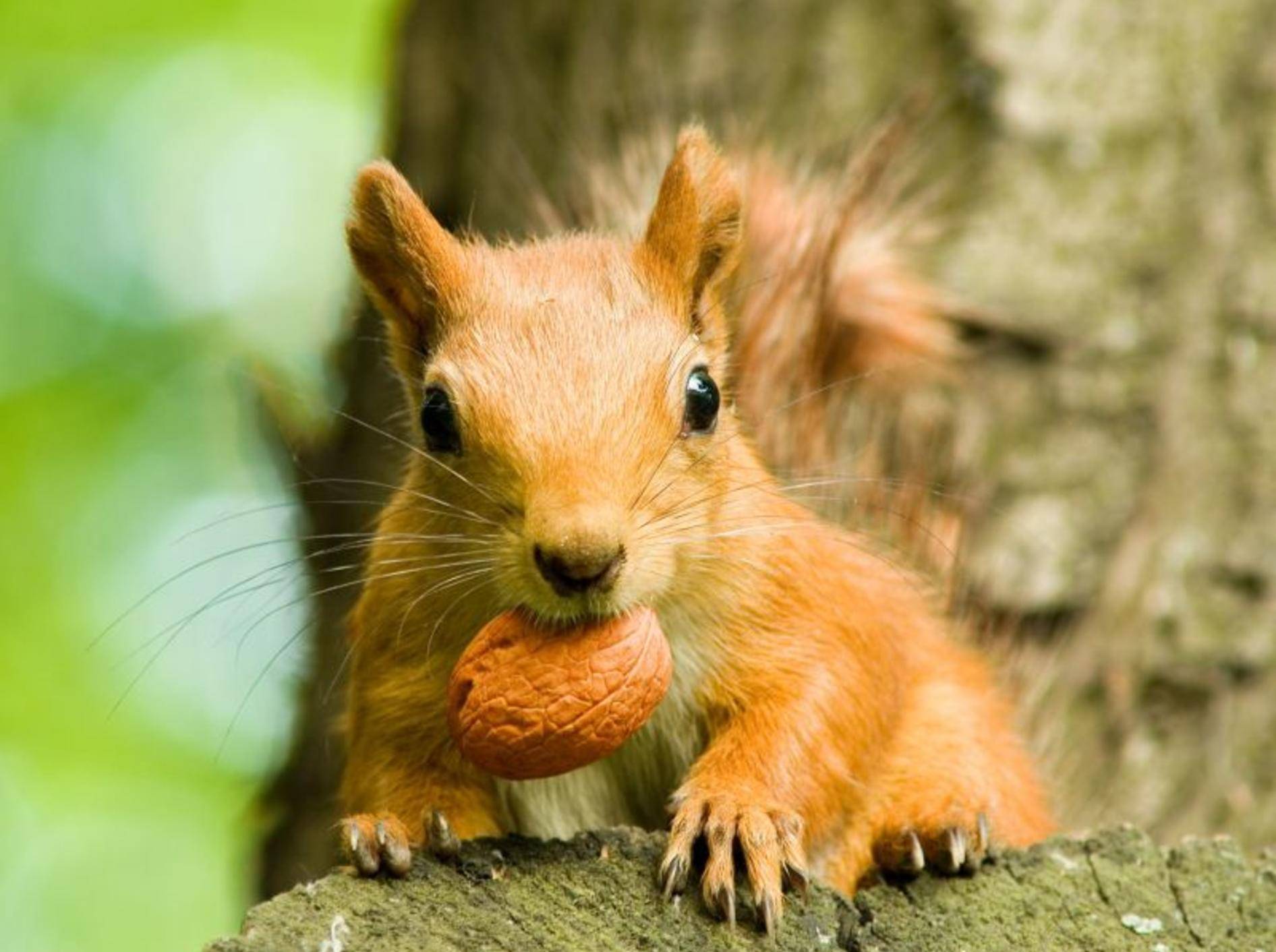 Eichhörnchen werden nach dem langen kalten Winter wieder richtig aktiv und munter — Bild: Shutterstock / yuriy kulik