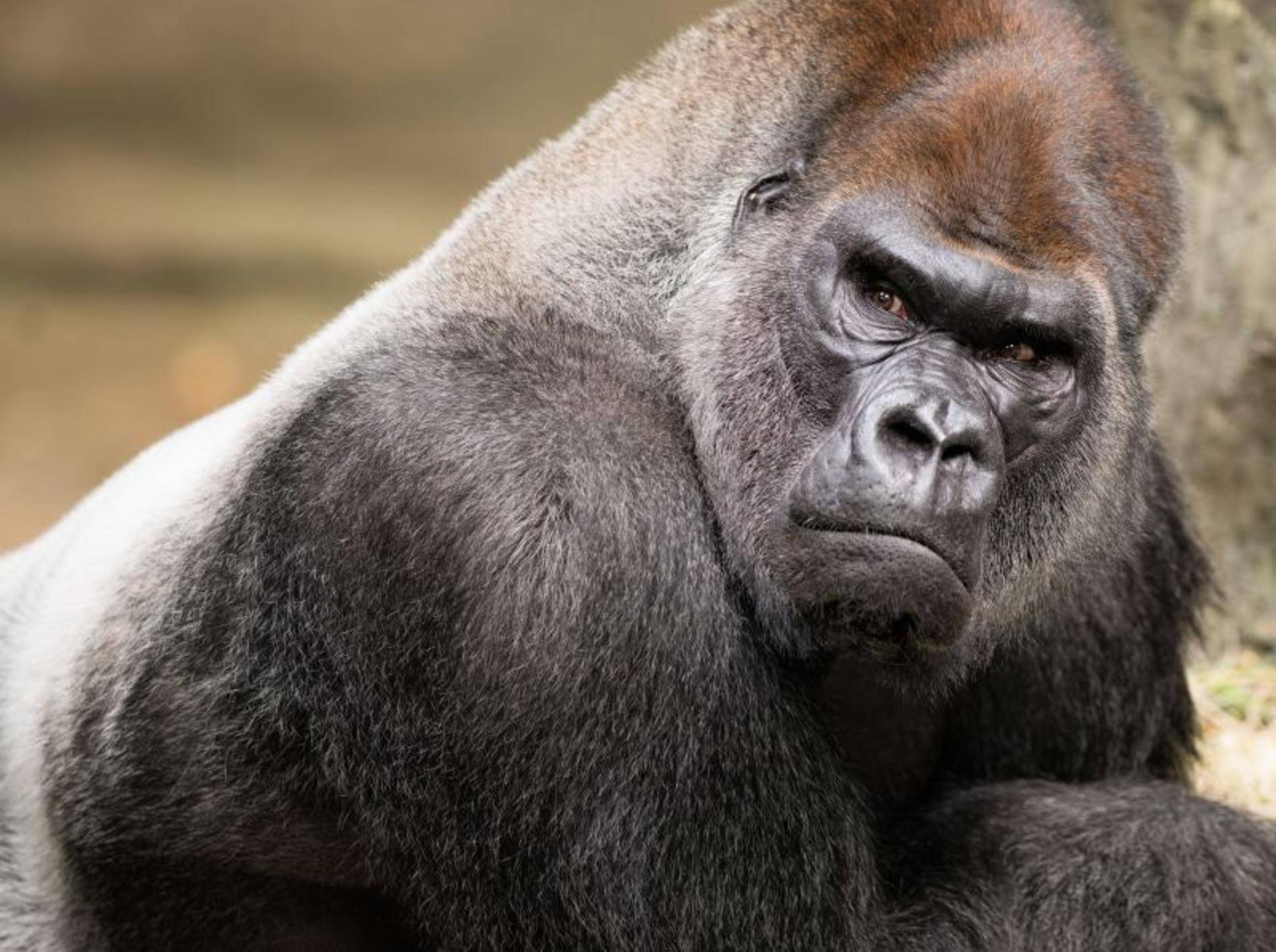 Gorilla. Der muskulöse Primat kann über 2.000 Kilogramm stemmen – Bild: Shutterstock / Nagel Photography